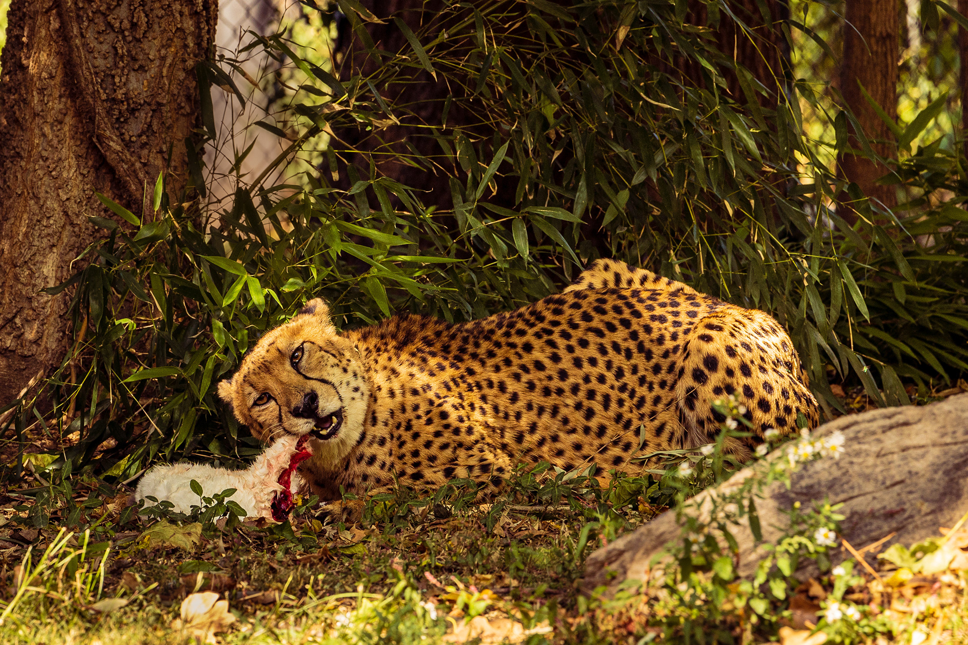 Cheetah with Rabbit