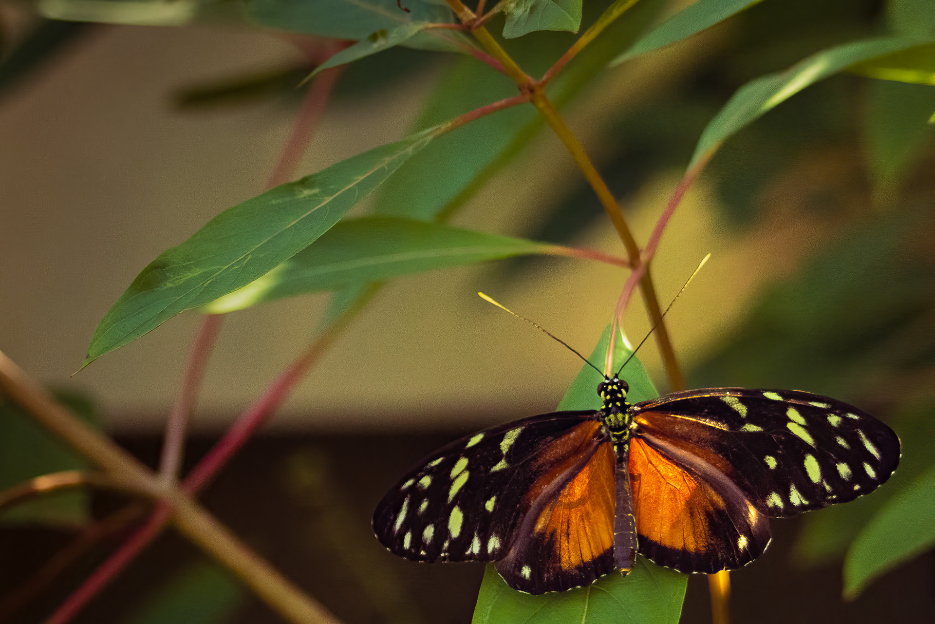 Butterfly
