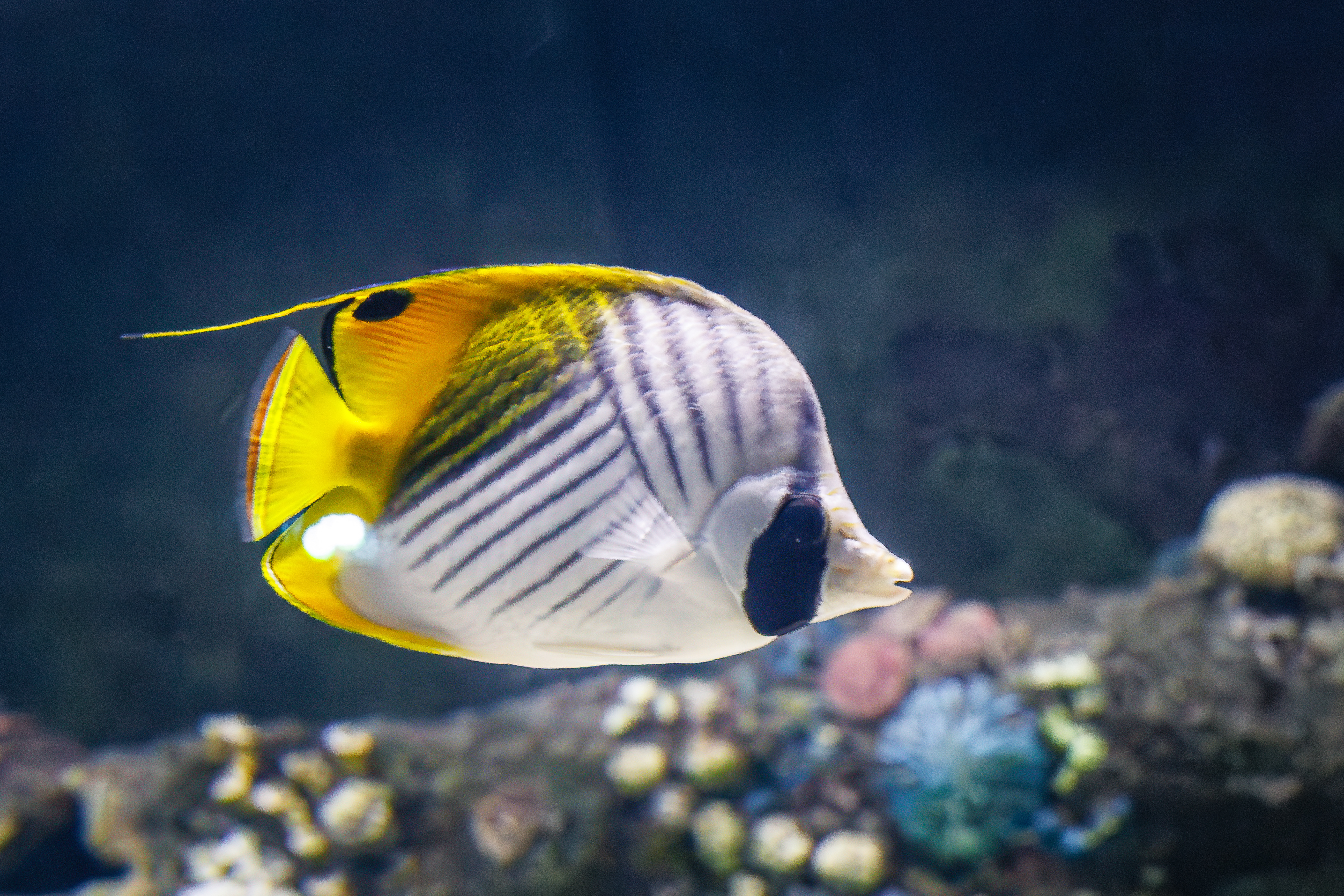 Threadfin butterflyfish