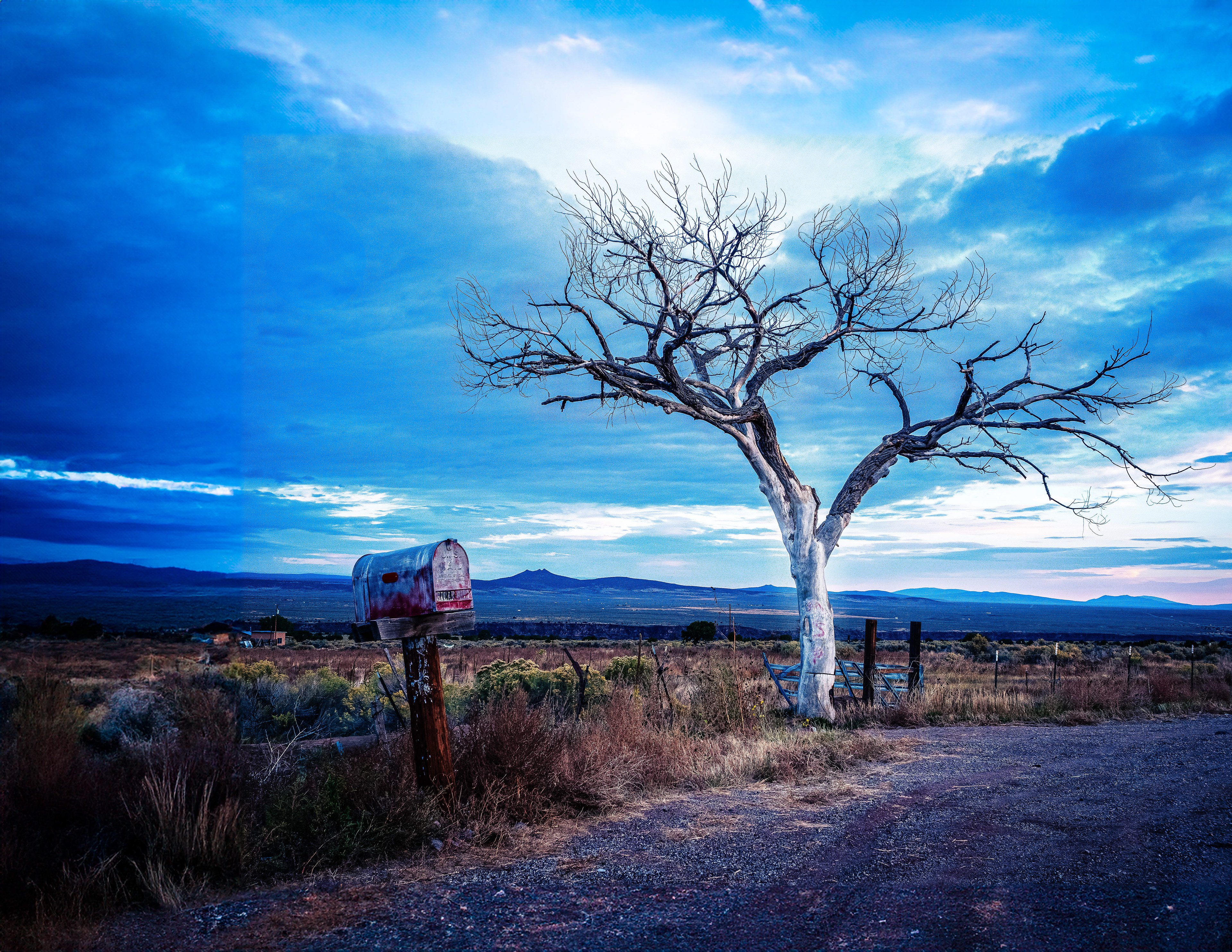 Welcome Tree Taos