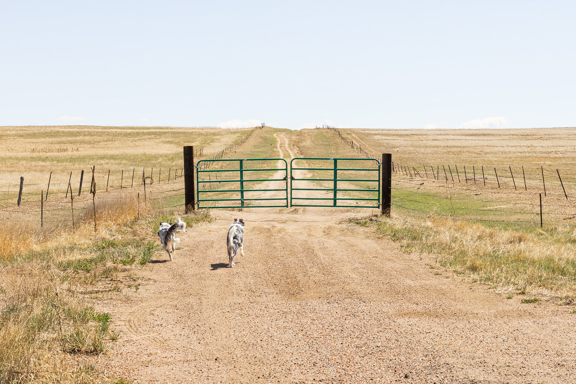 Farm Gate and Border Collies, Eastern Colorado