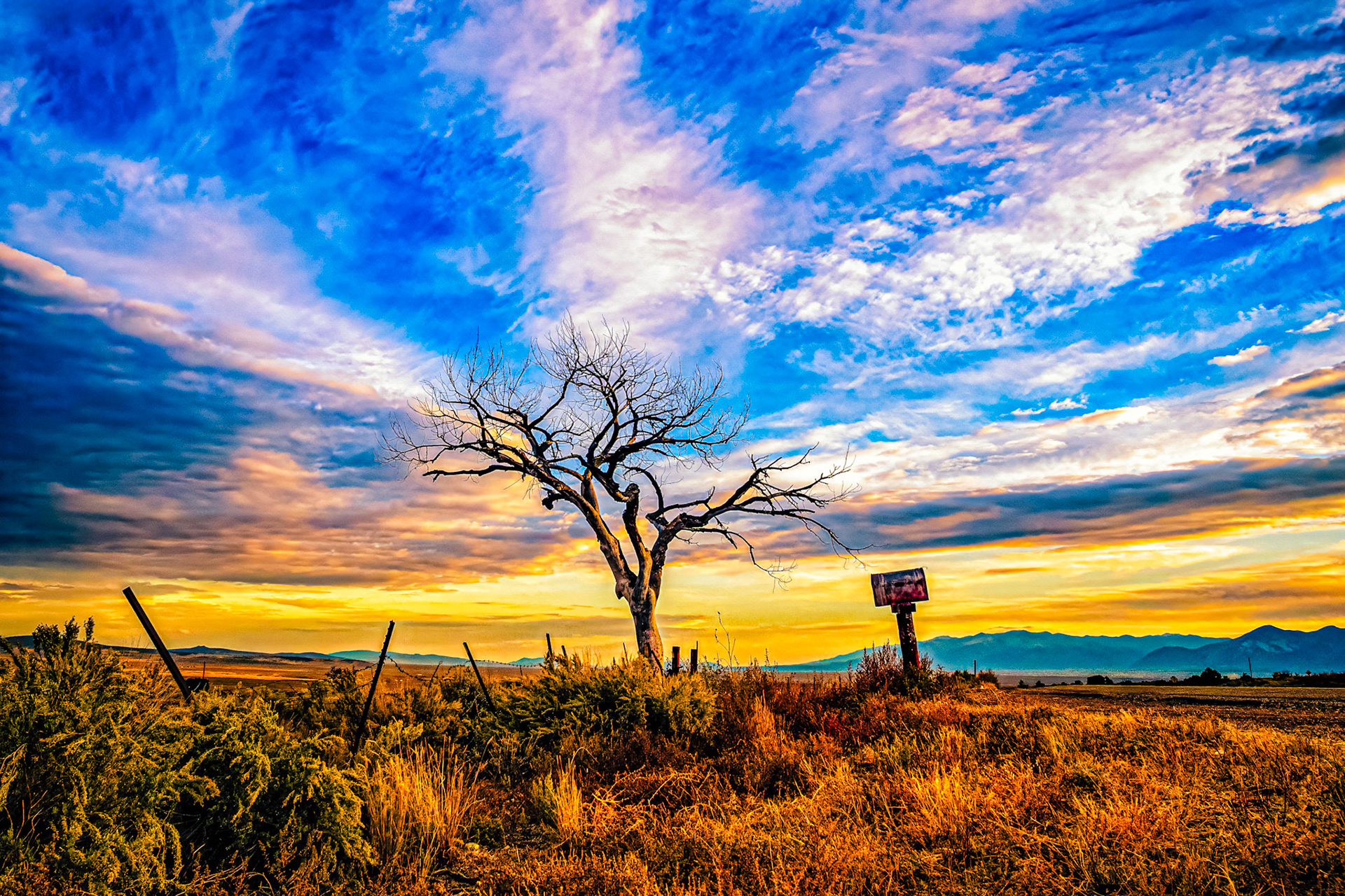 The Welcome Tree