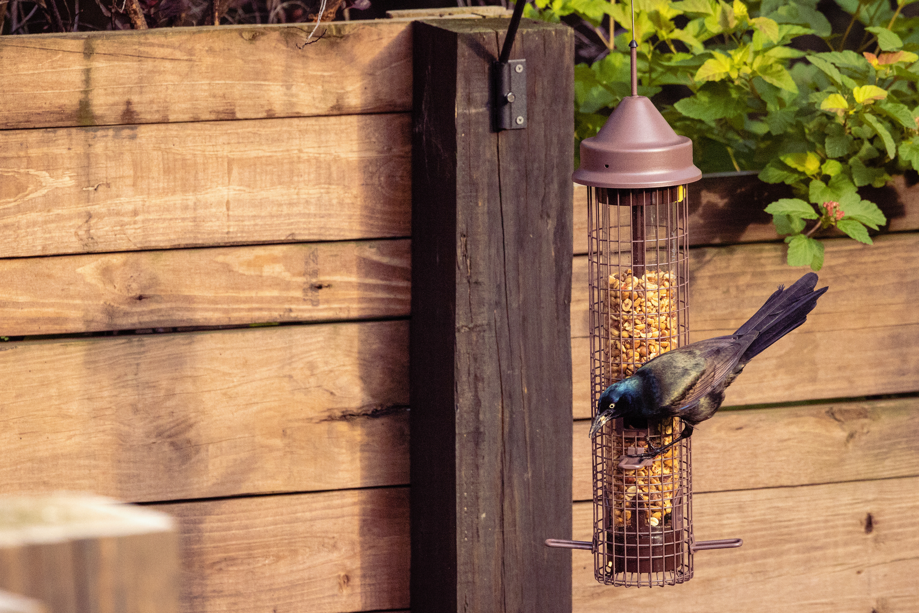Starling