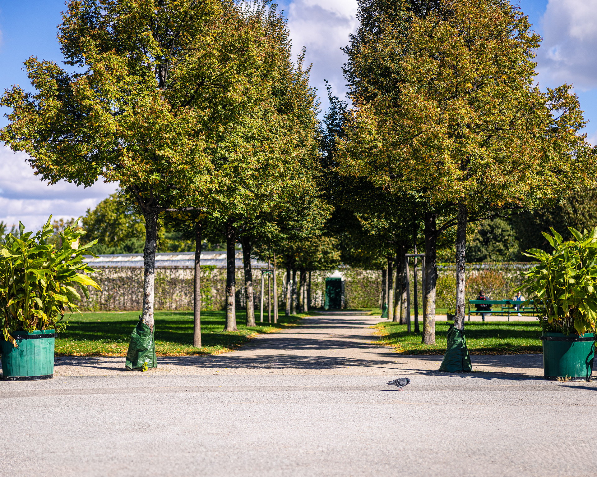 Pigeon - Belvedere Palace Grounds