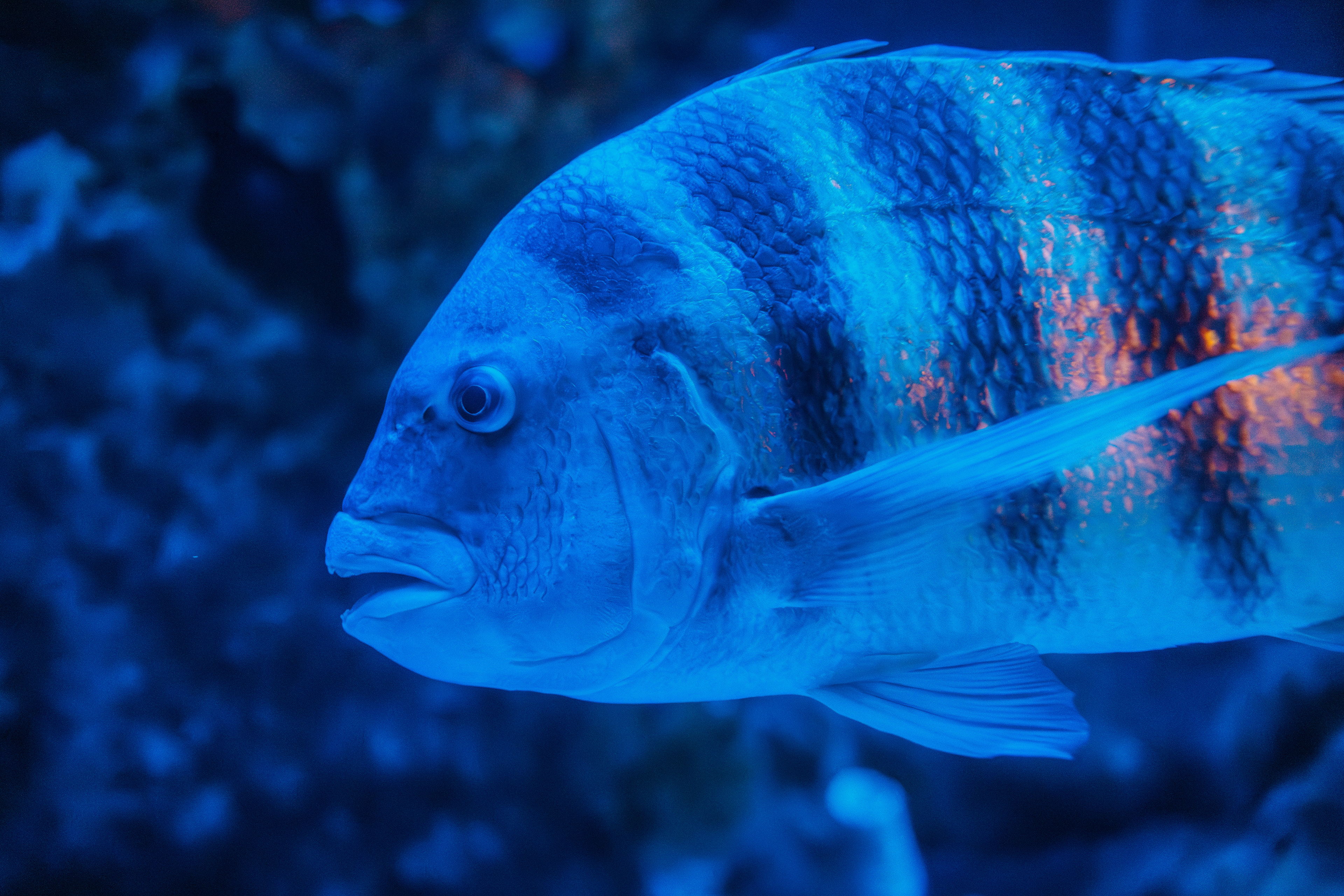 Blue-Barred Parrot Fish - Scarus ghobban