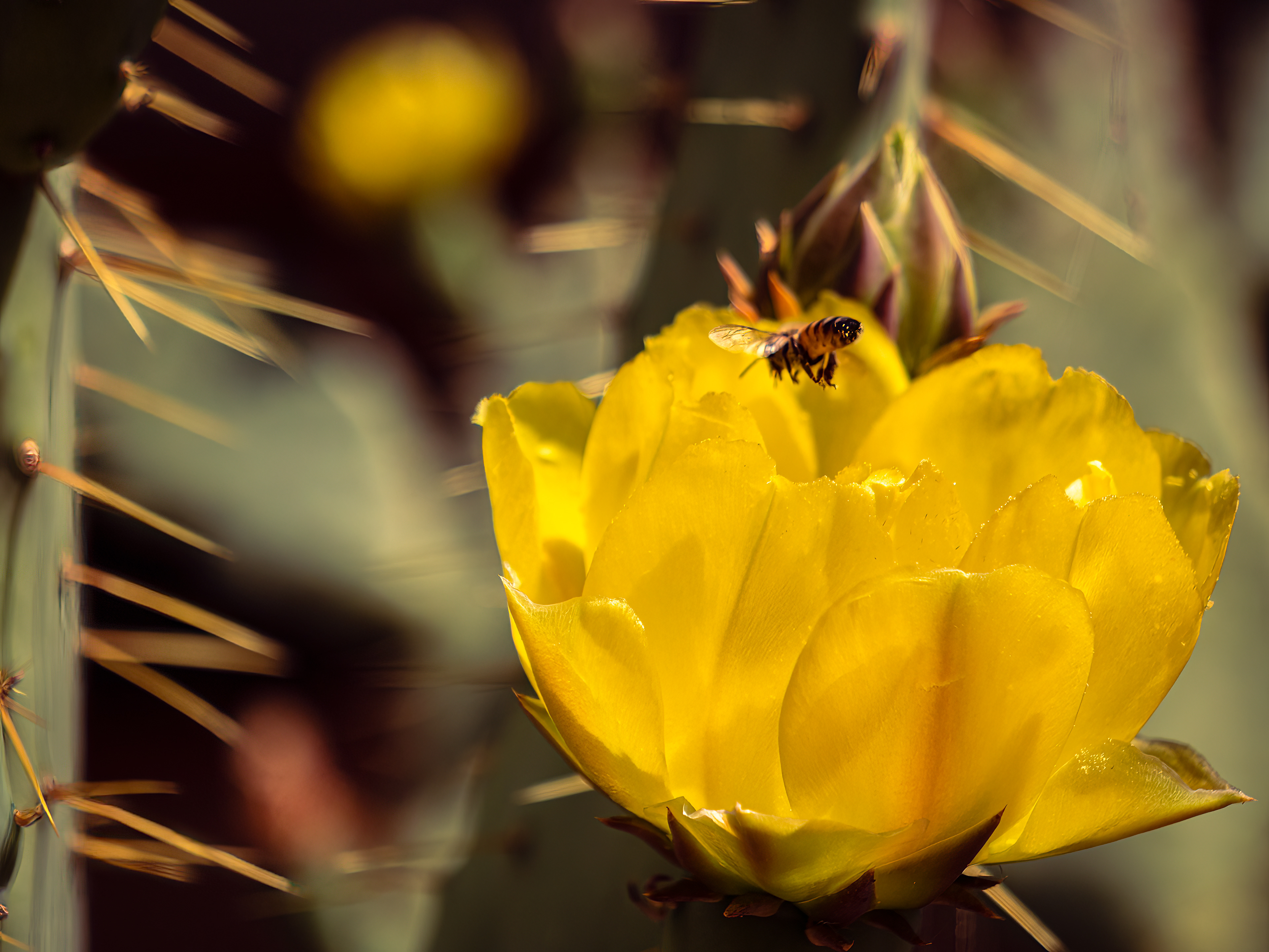 Bee on Cactus: Valley of Fire