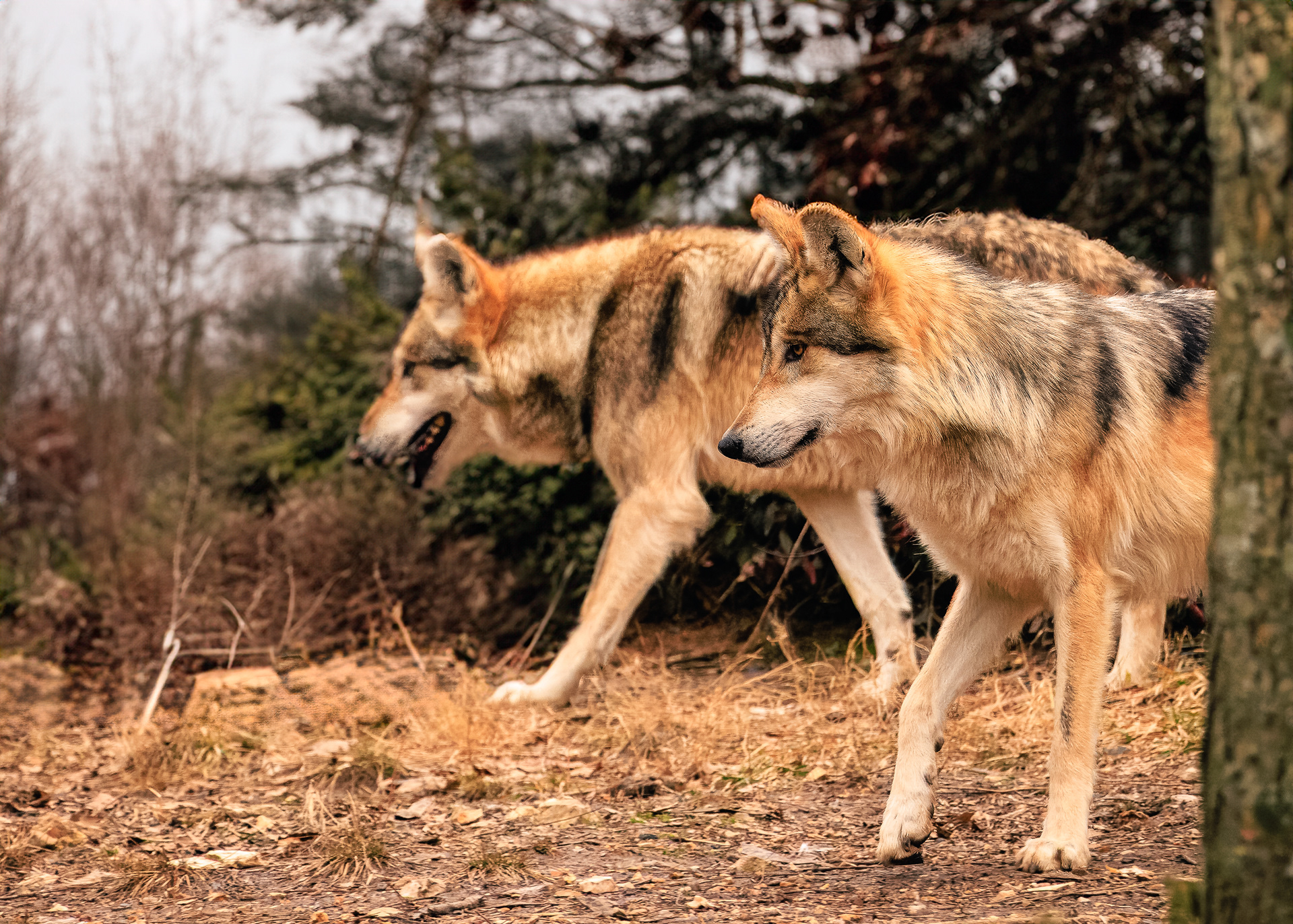 Wolf Brothers