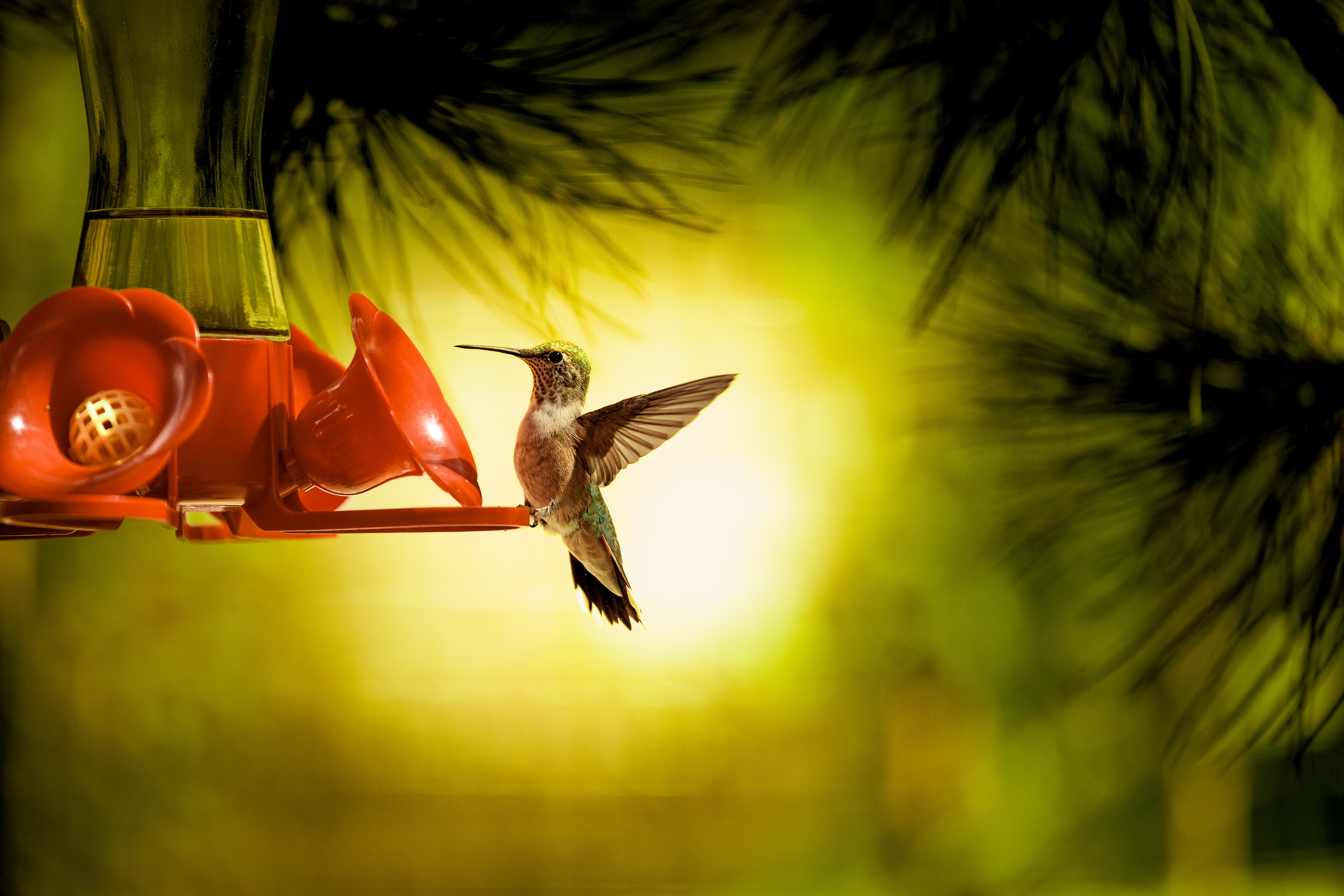 Hummingbird