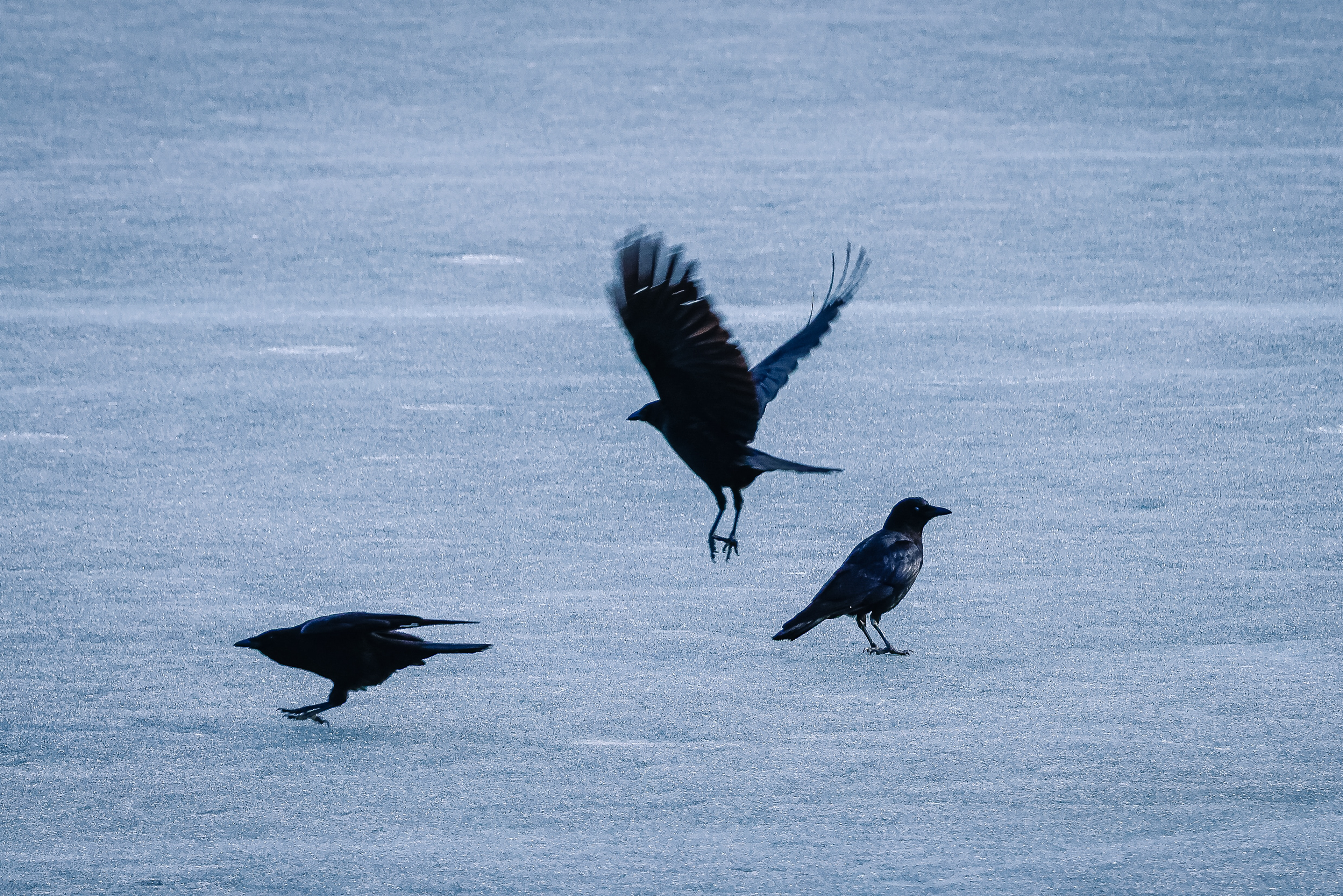 Blackbirds