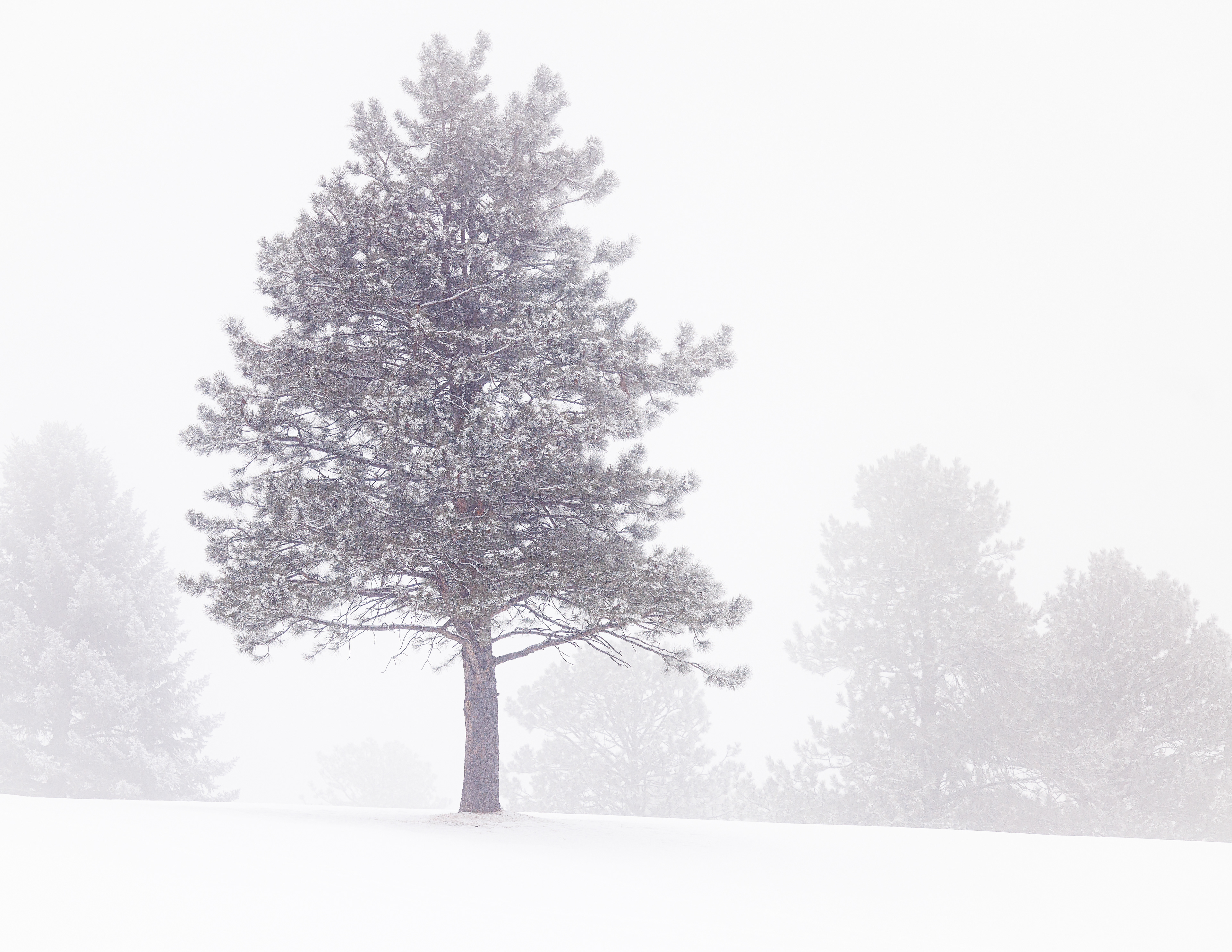 Snow Storm, Evergreen, Colorado
