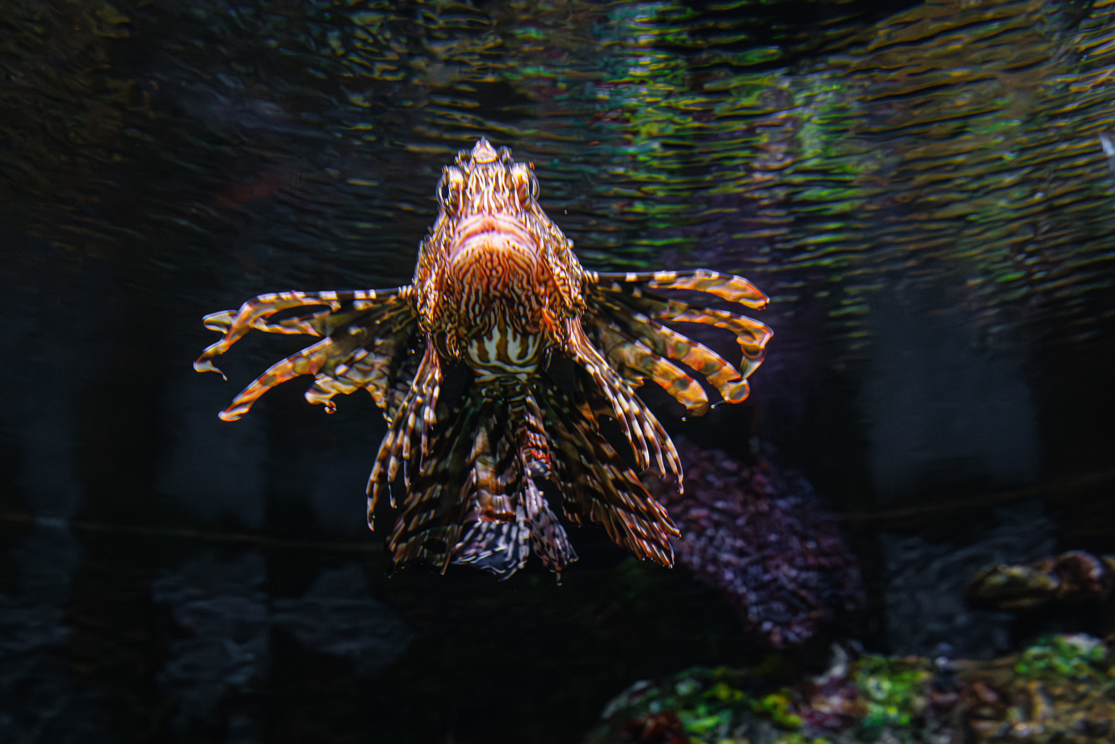 Red Lionfish - Pterois volitans