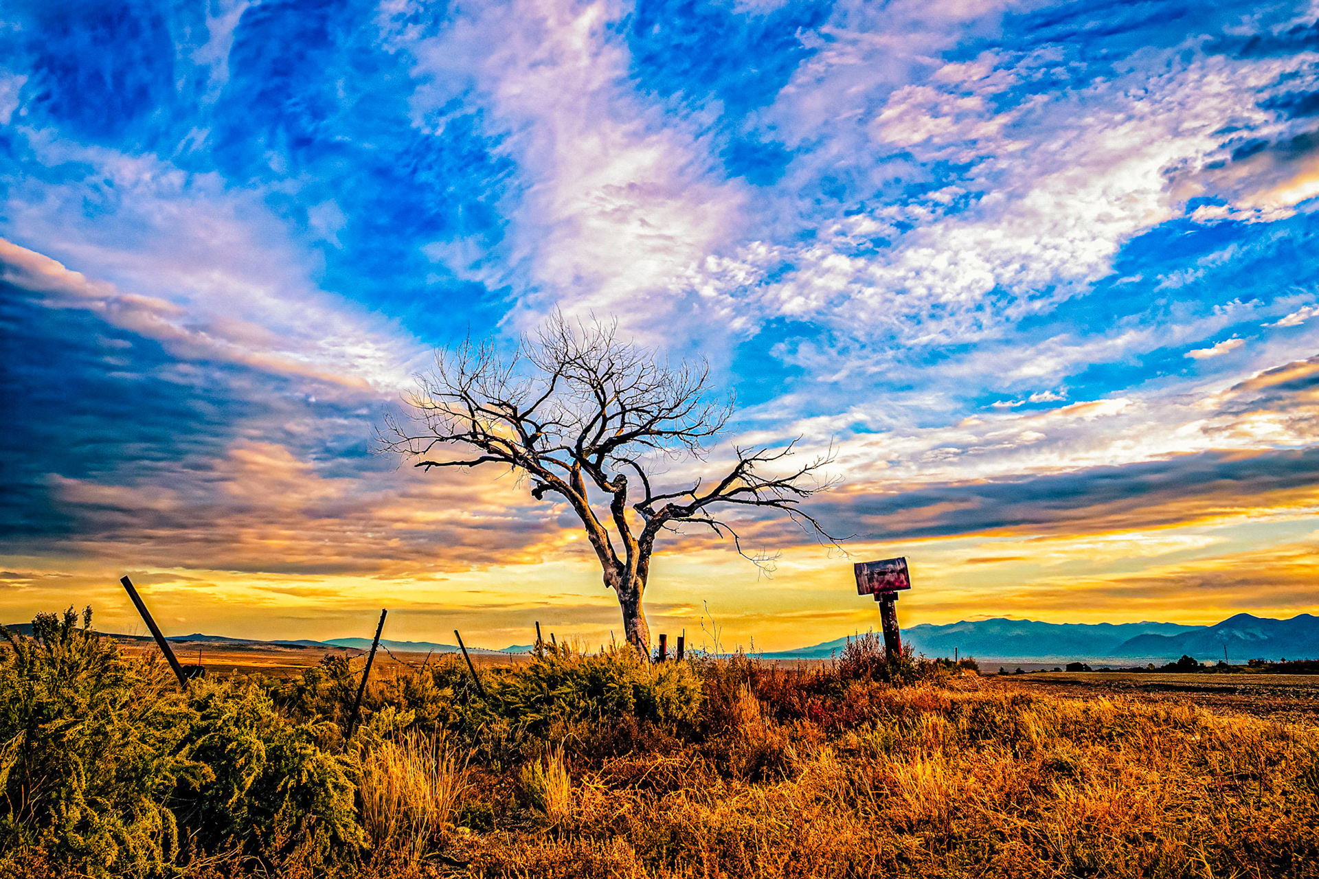 The Welcome Tree