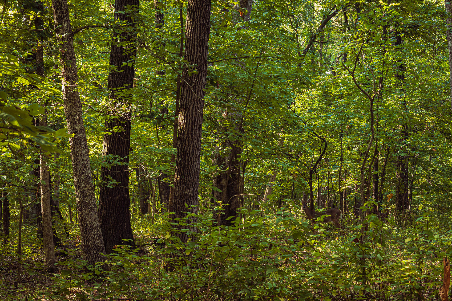 Deer in Forest