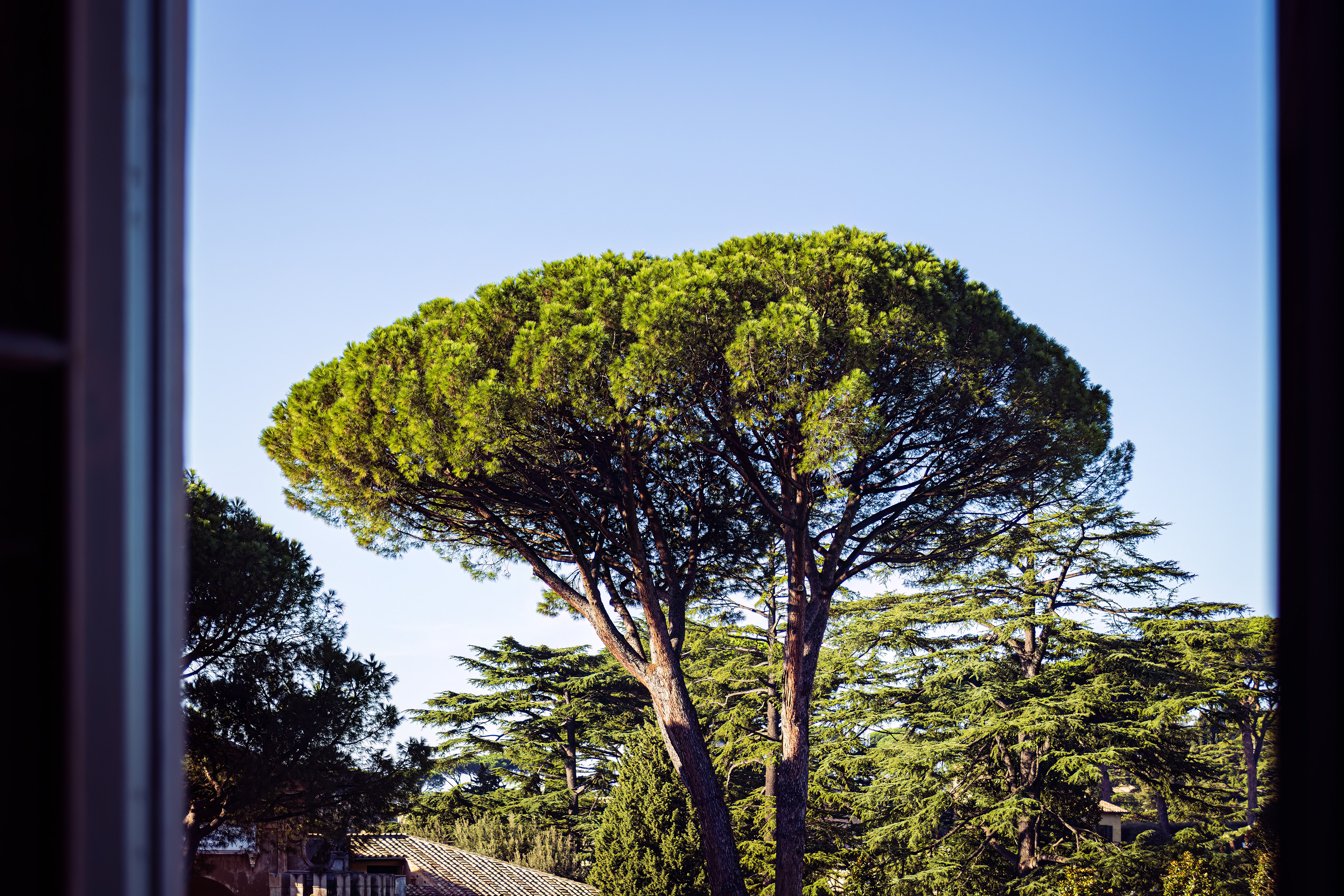 Rome Lone Tree