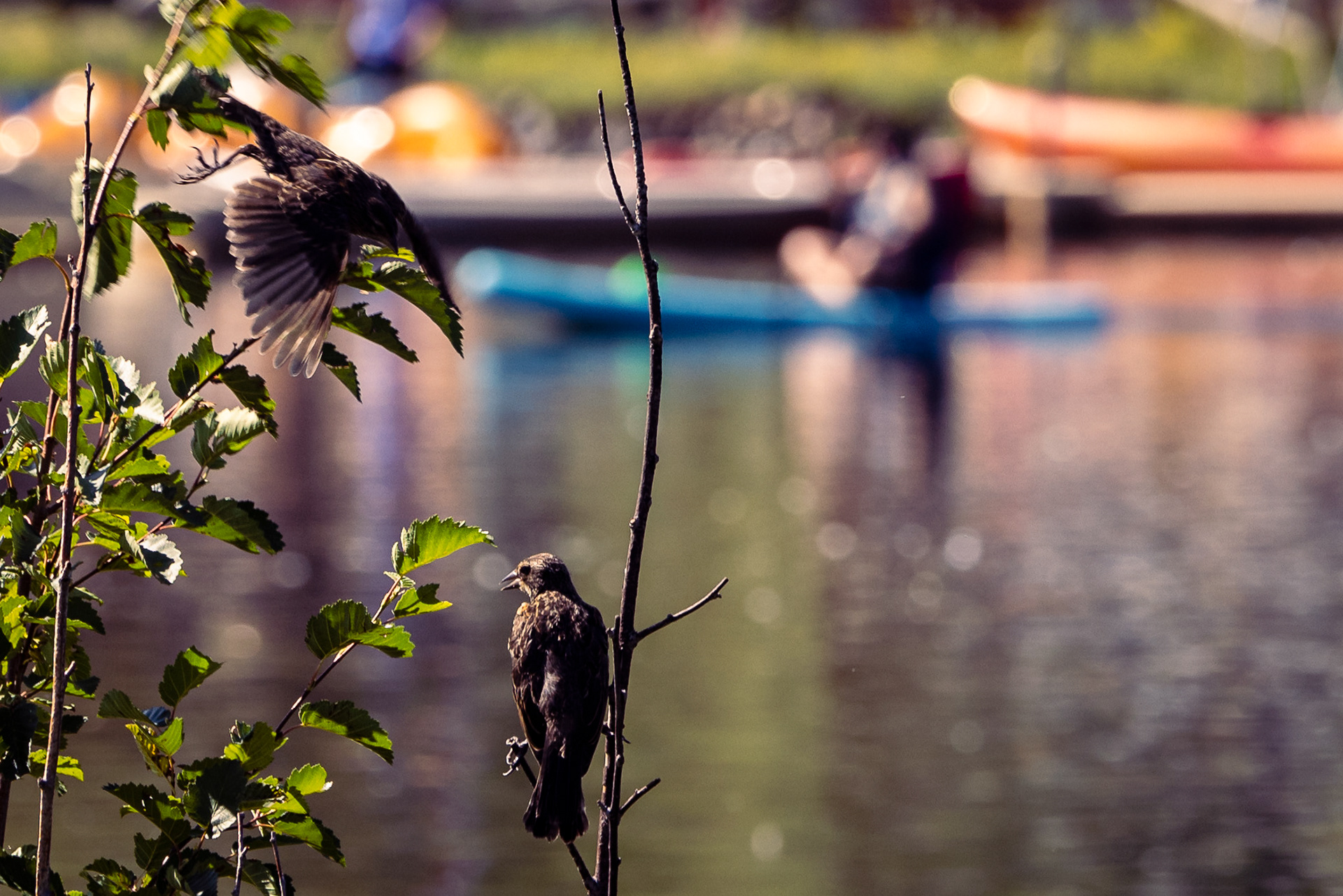 Black Birds