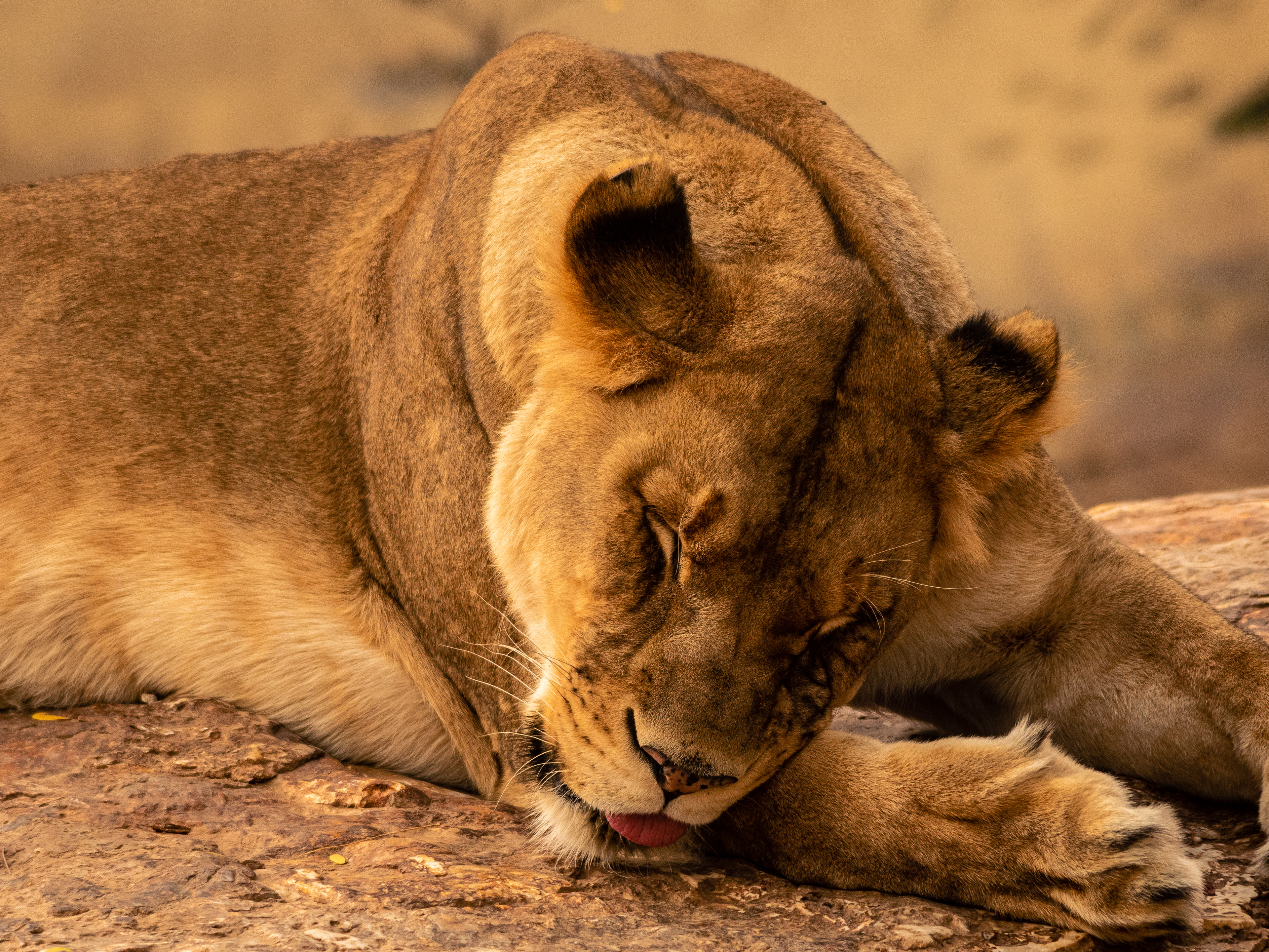 Lioness