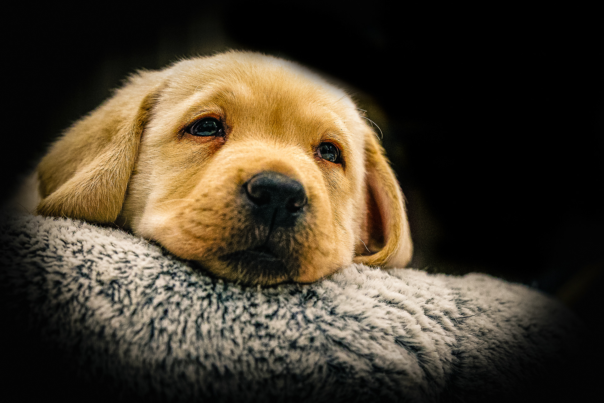 Archie sleeping