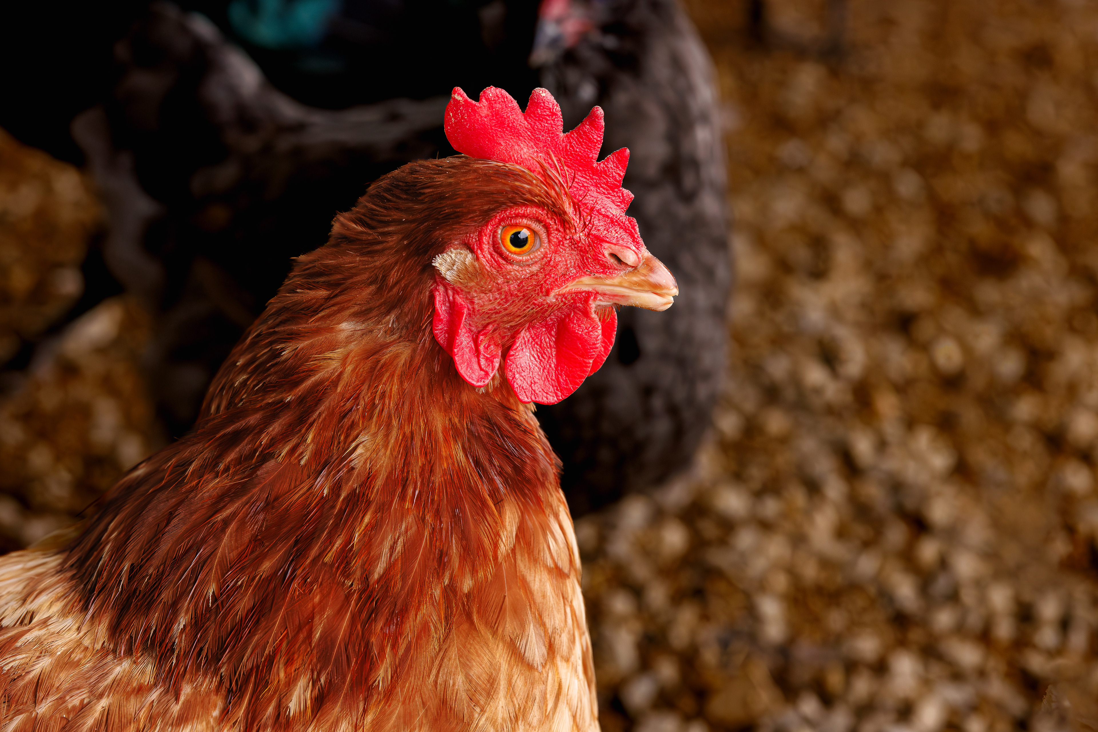 Red Rooster, Red Rooster