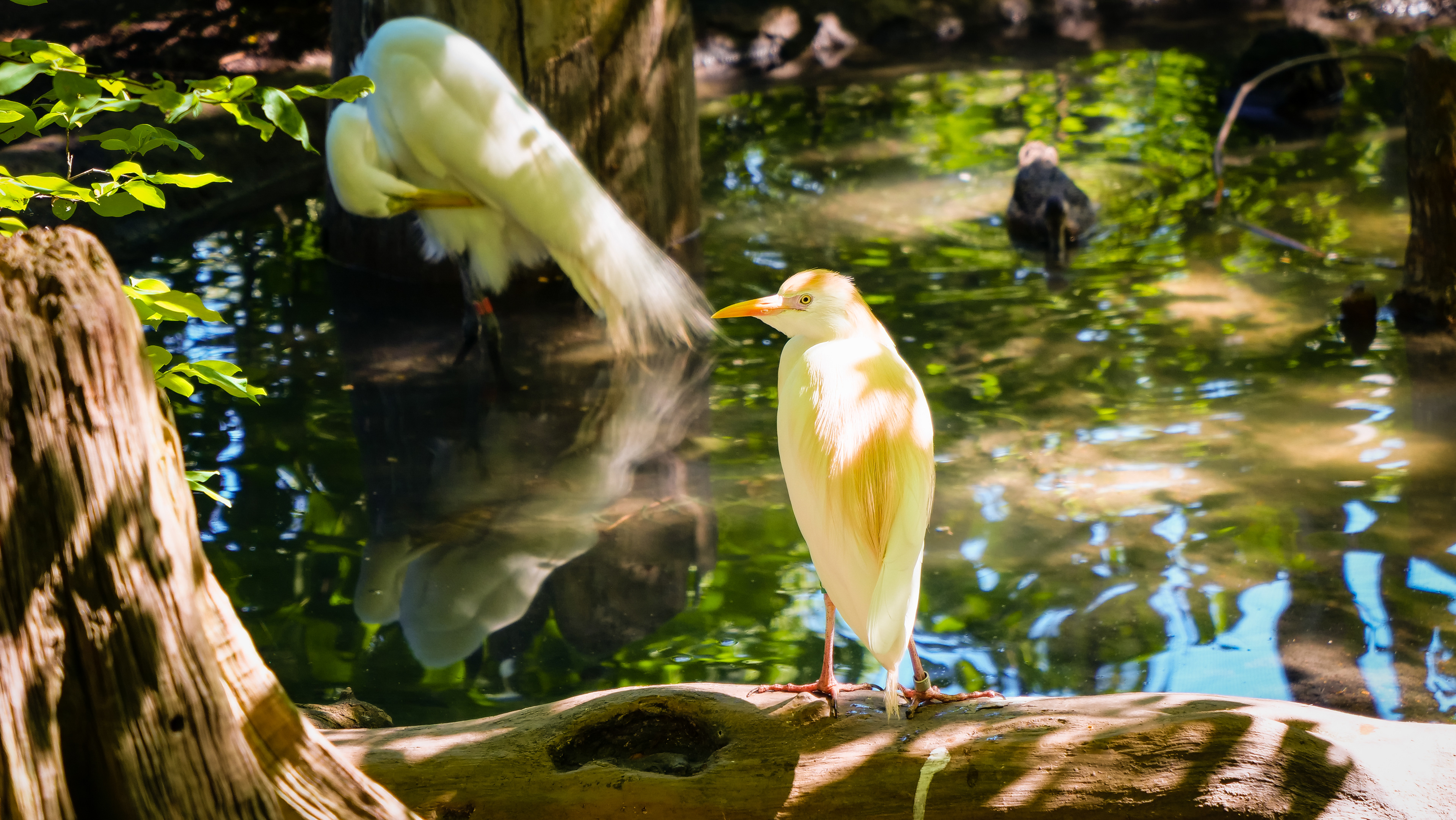 White Egret