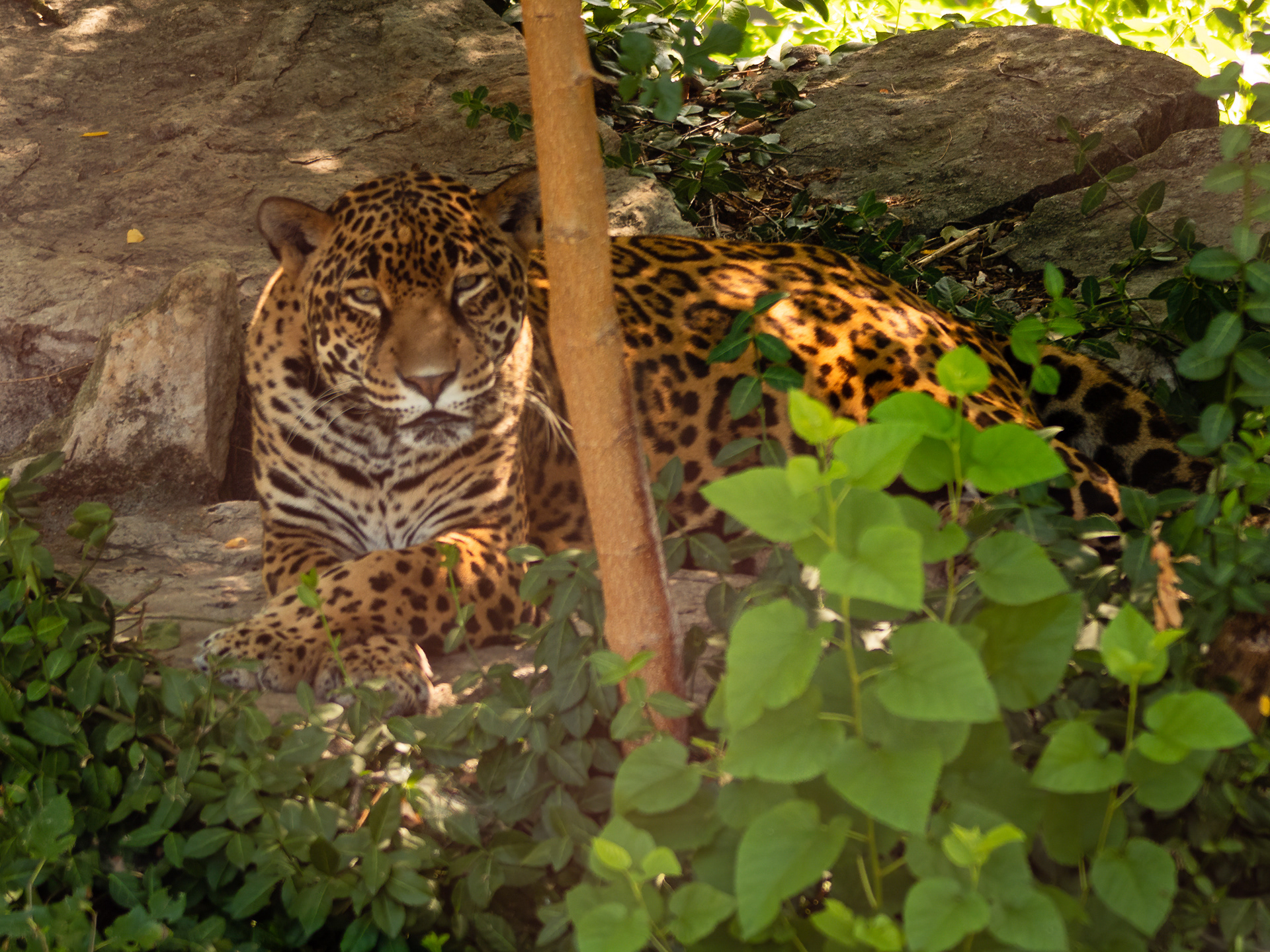 Leopard relaxing