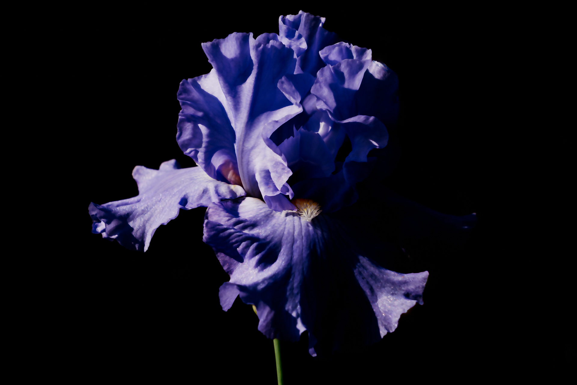 Lavendar Iris