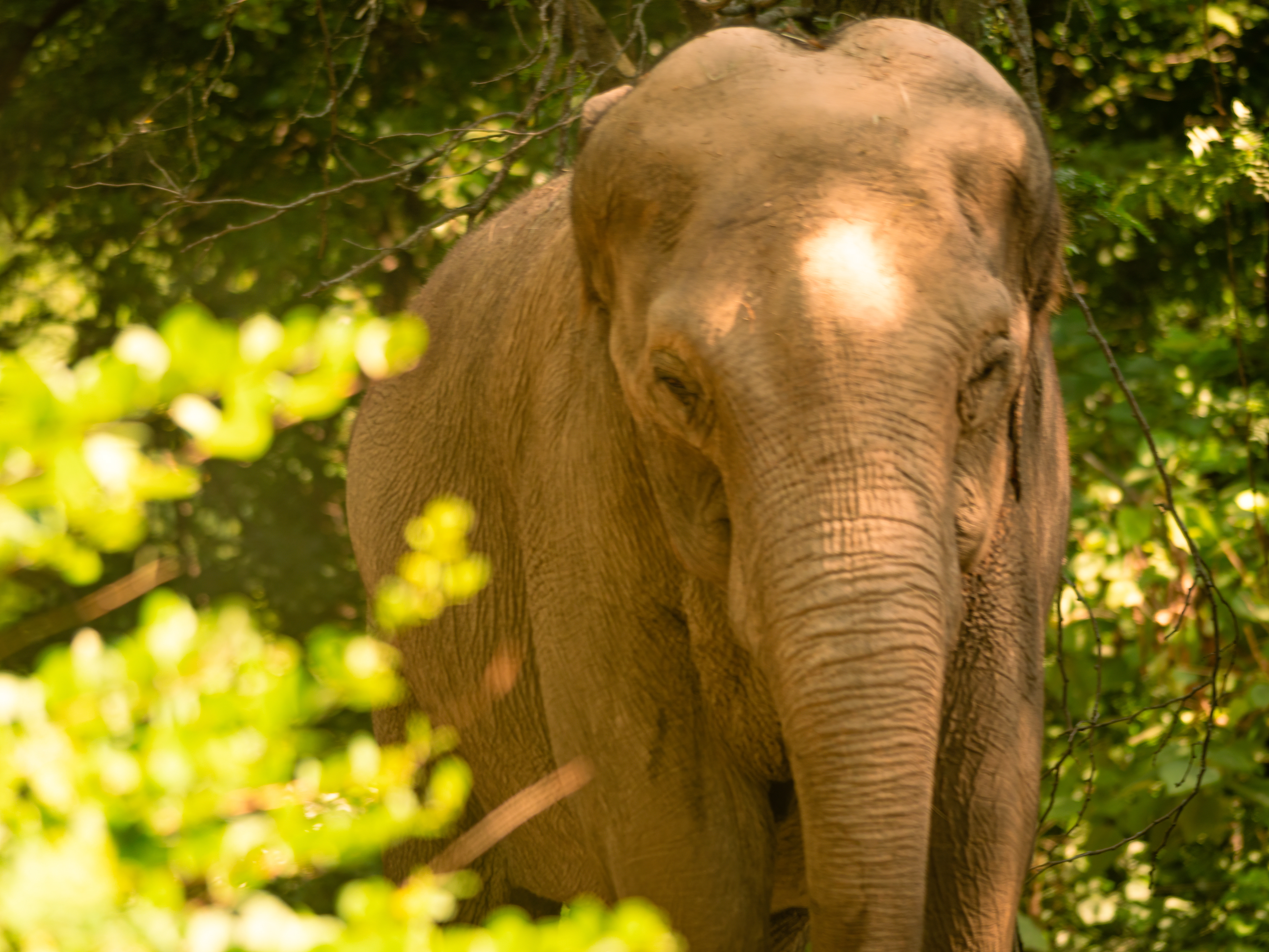 Elephant