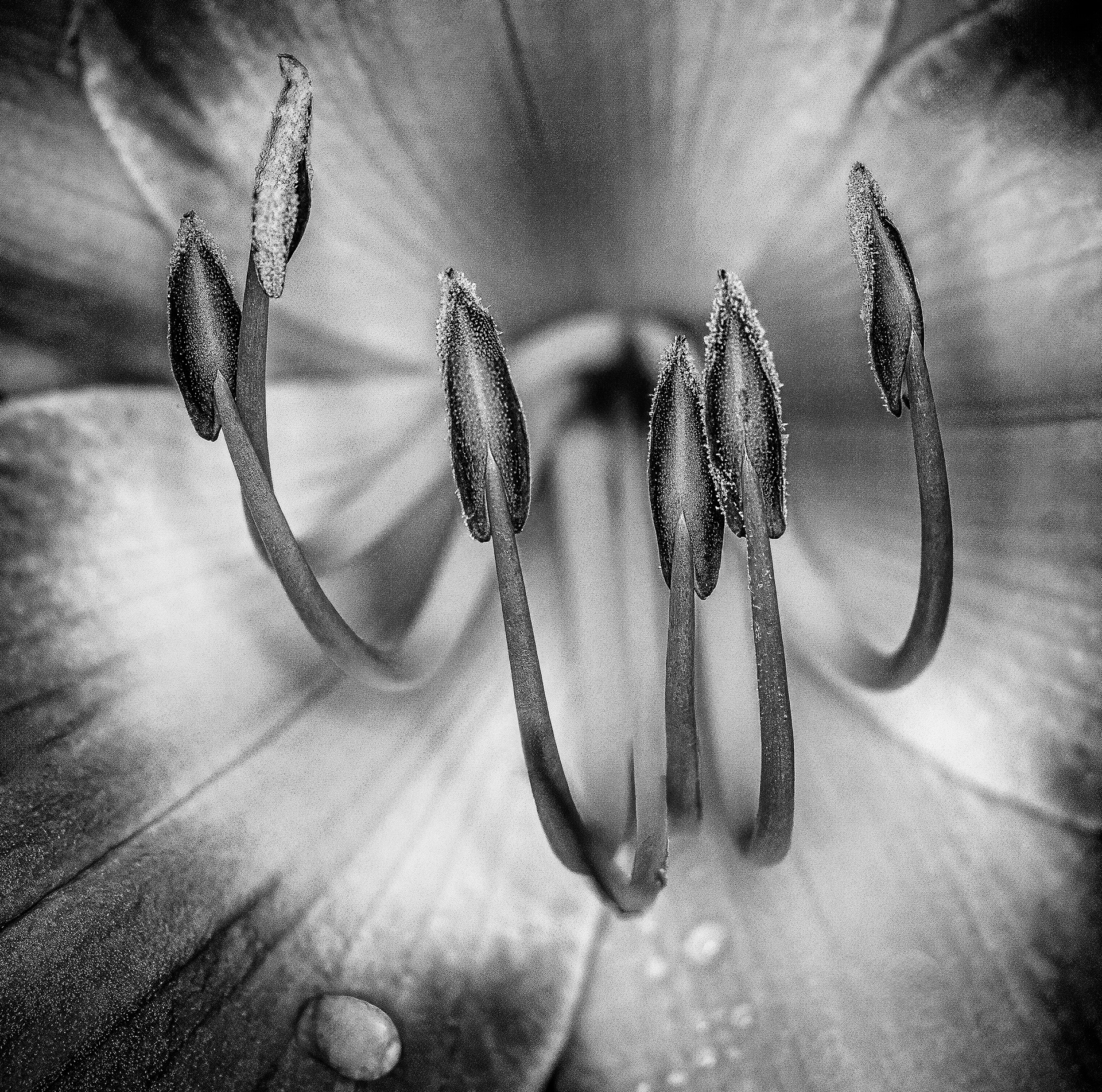 Monochrome Lily