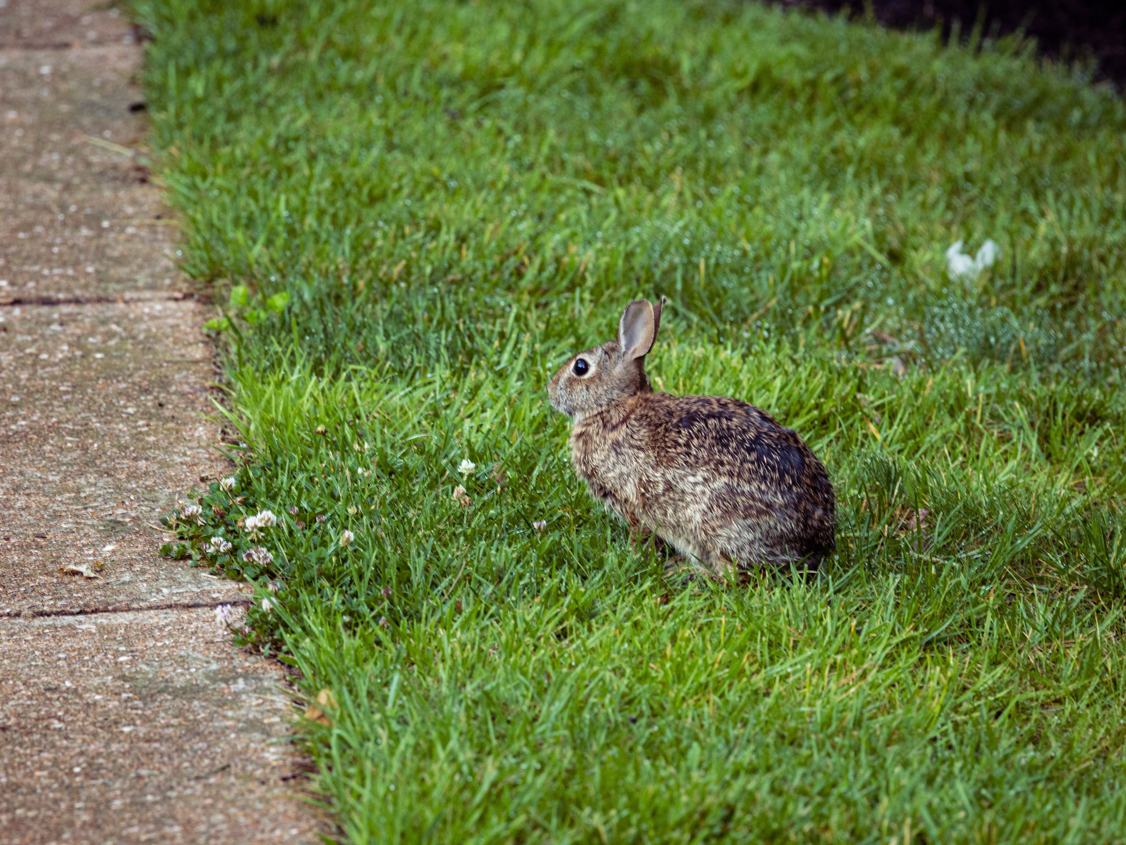 Rabbit