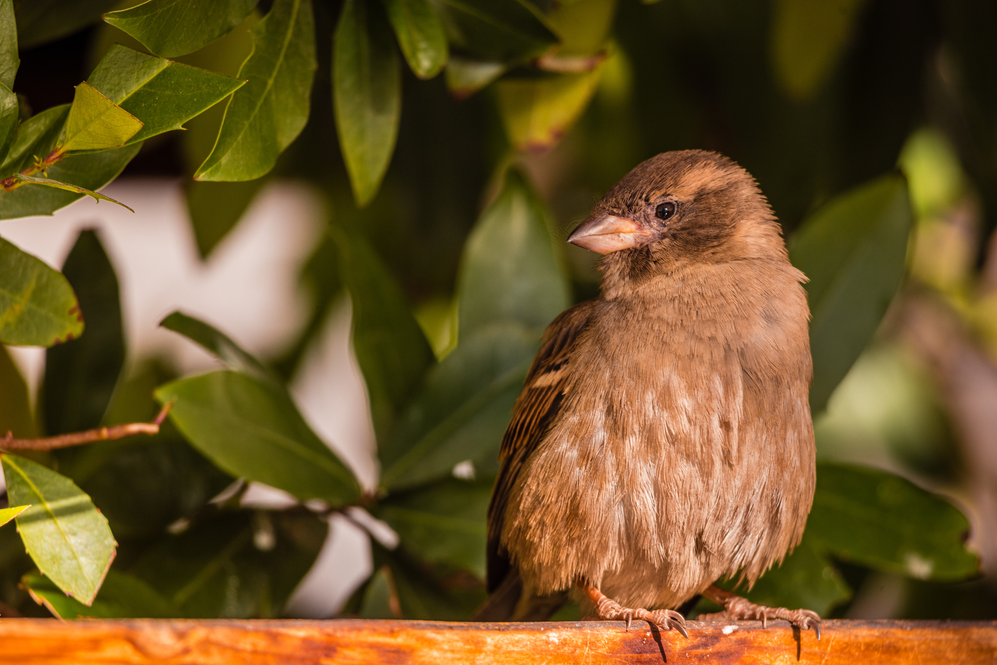 Las Vegas House Wren