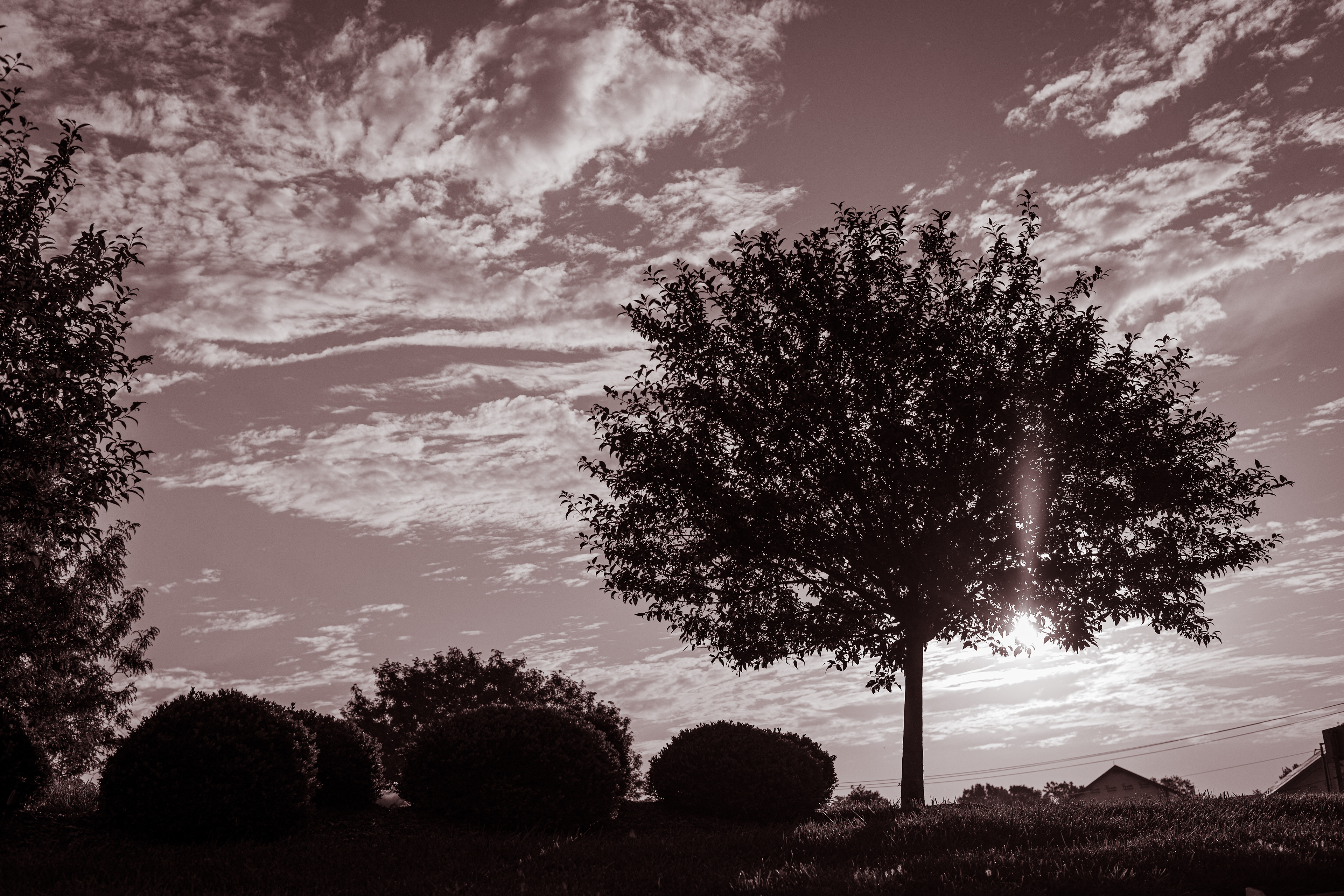Red Dawn, Sepia Lone Tree