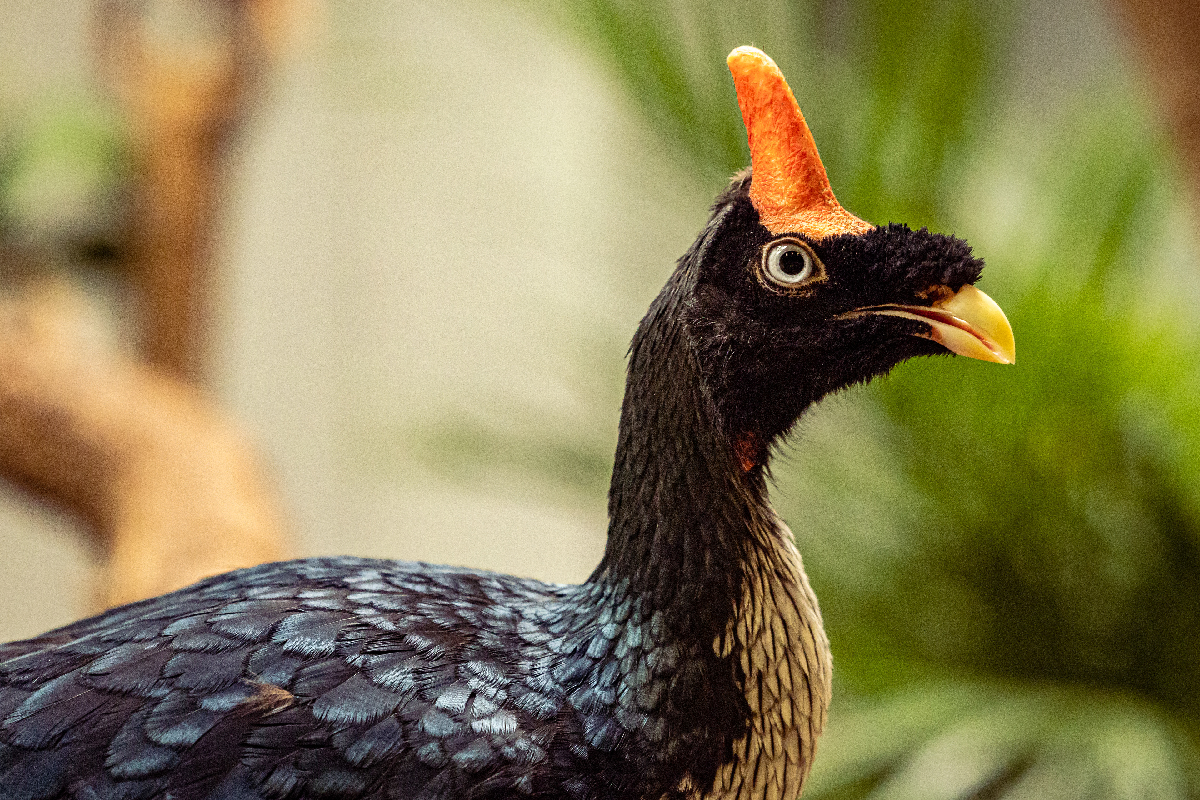 Horned Guan - Oreophasis derbianus