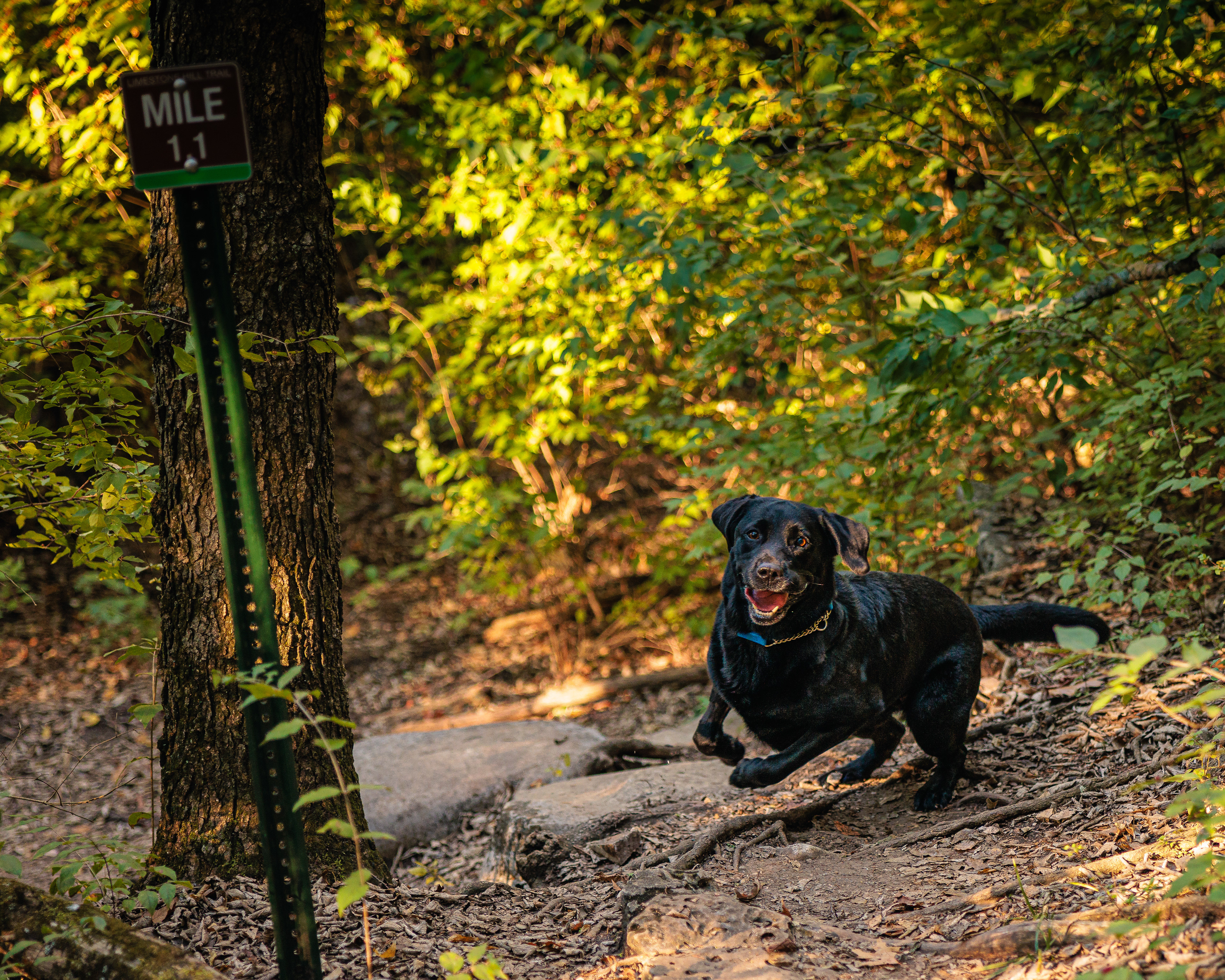 Two Labrador Retriever Running