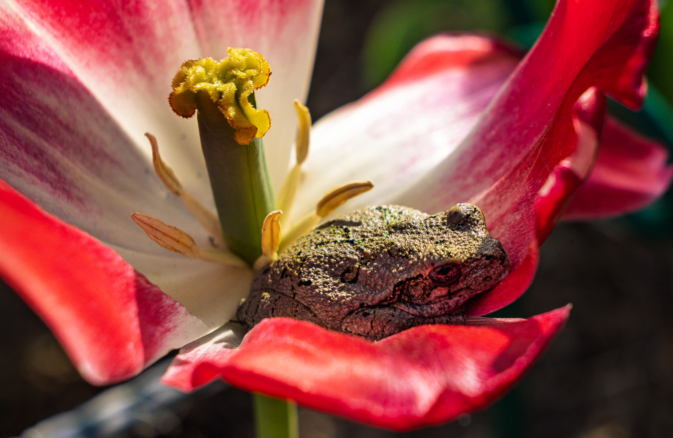 Waiting for the Sun - Missouri Botanical Garden, Saint Louis, Missouri  | Limited Edition Print