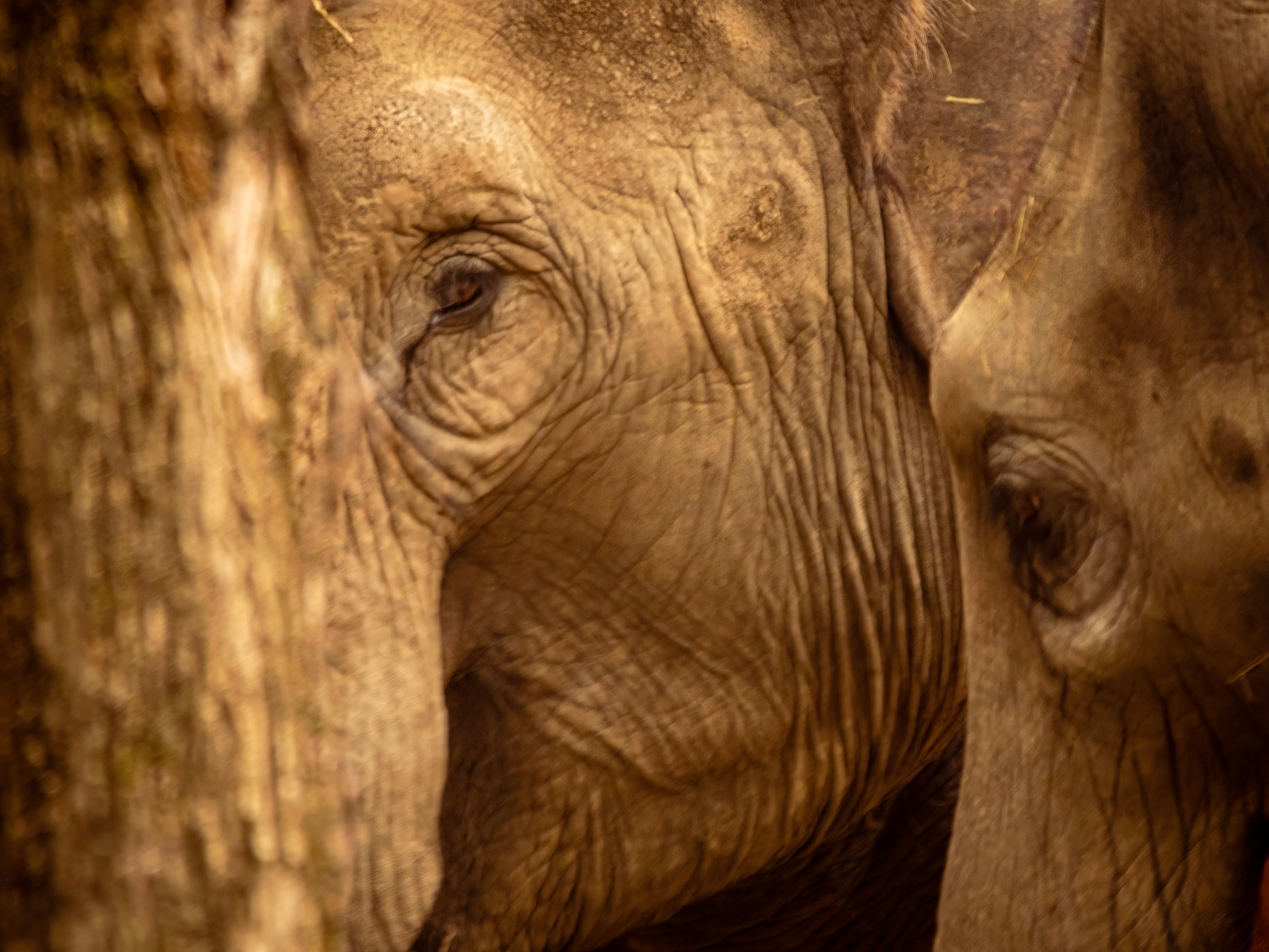 Elephant Eye