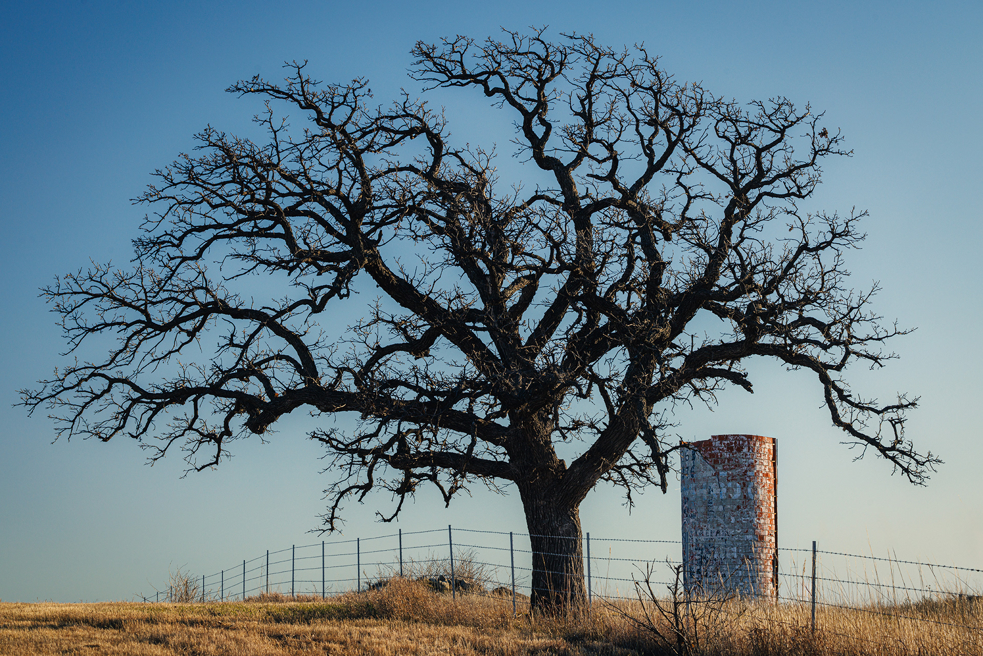 Lone Tree Kansas