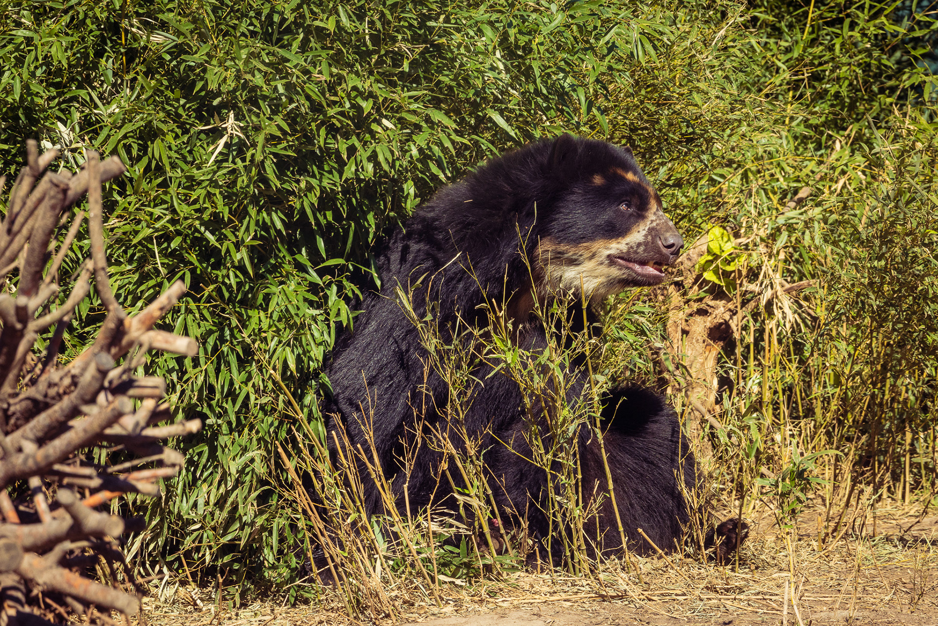 Asian Bear