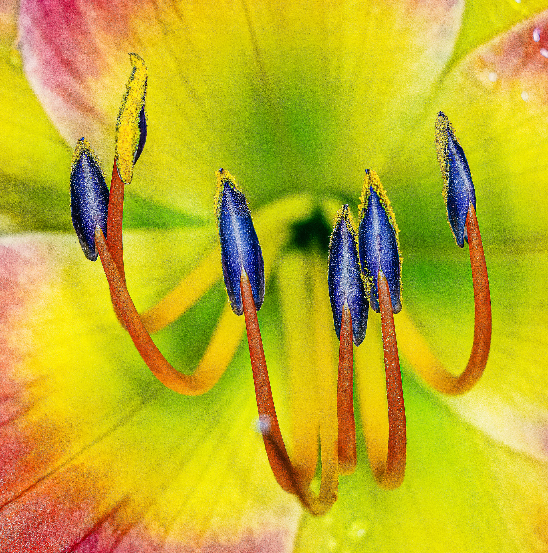 Lily Macro