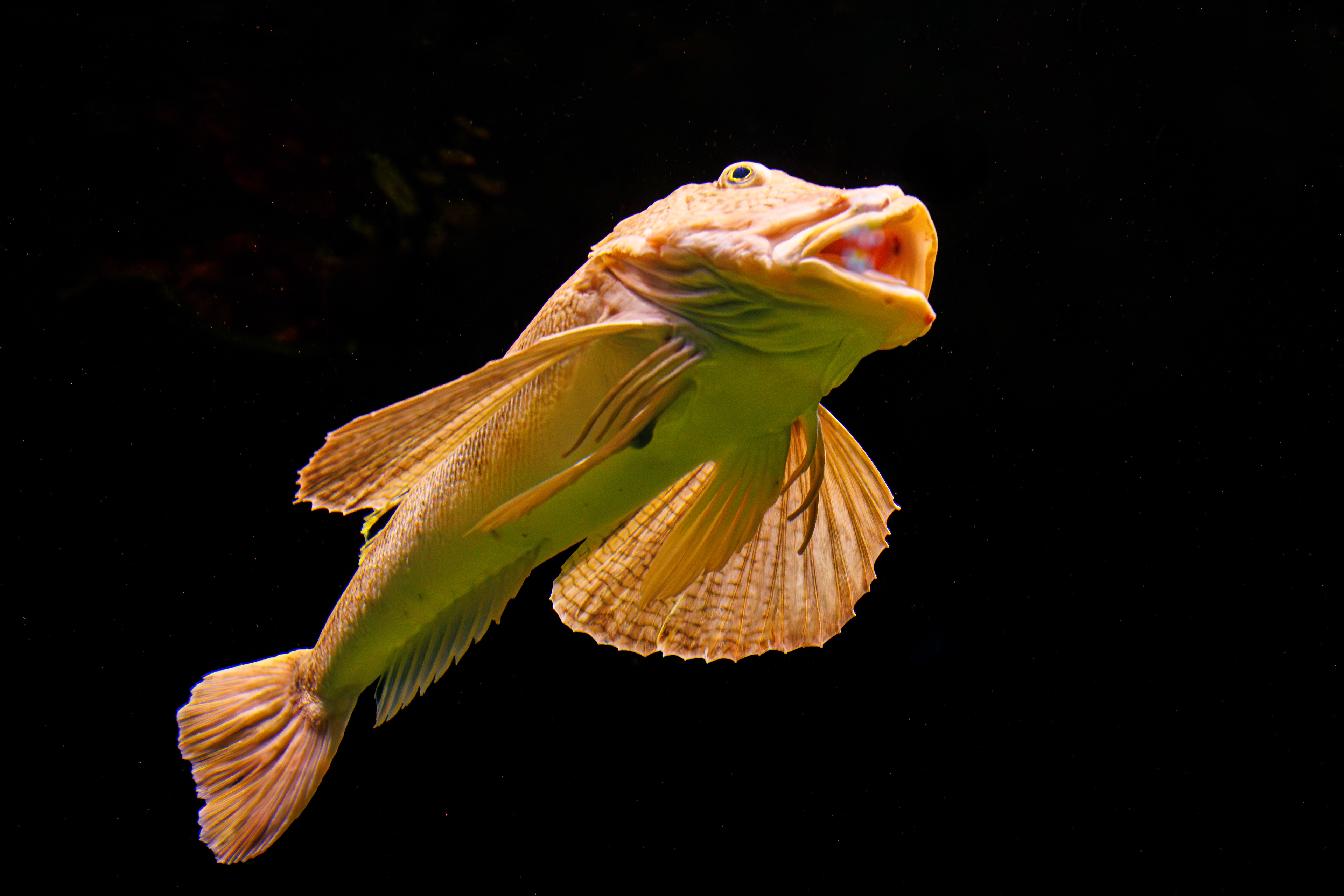 Northern Sea Robin - Prionotus carolinus