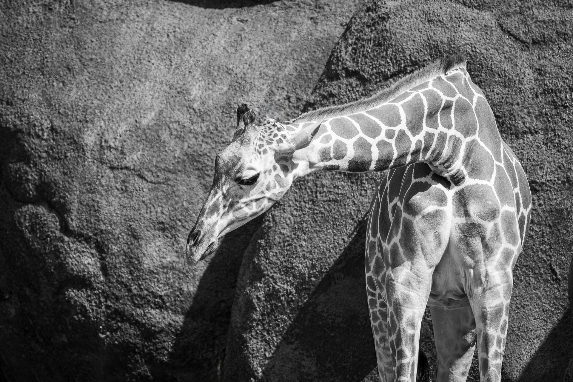 Giraffe