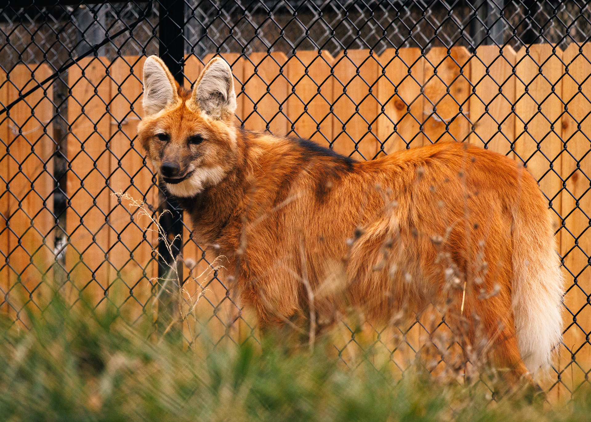 Maned Wolf, Female