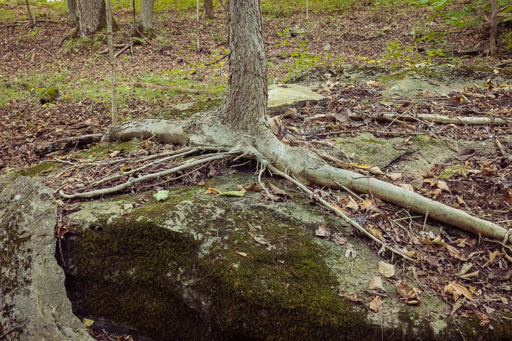 Tree growing from Rock