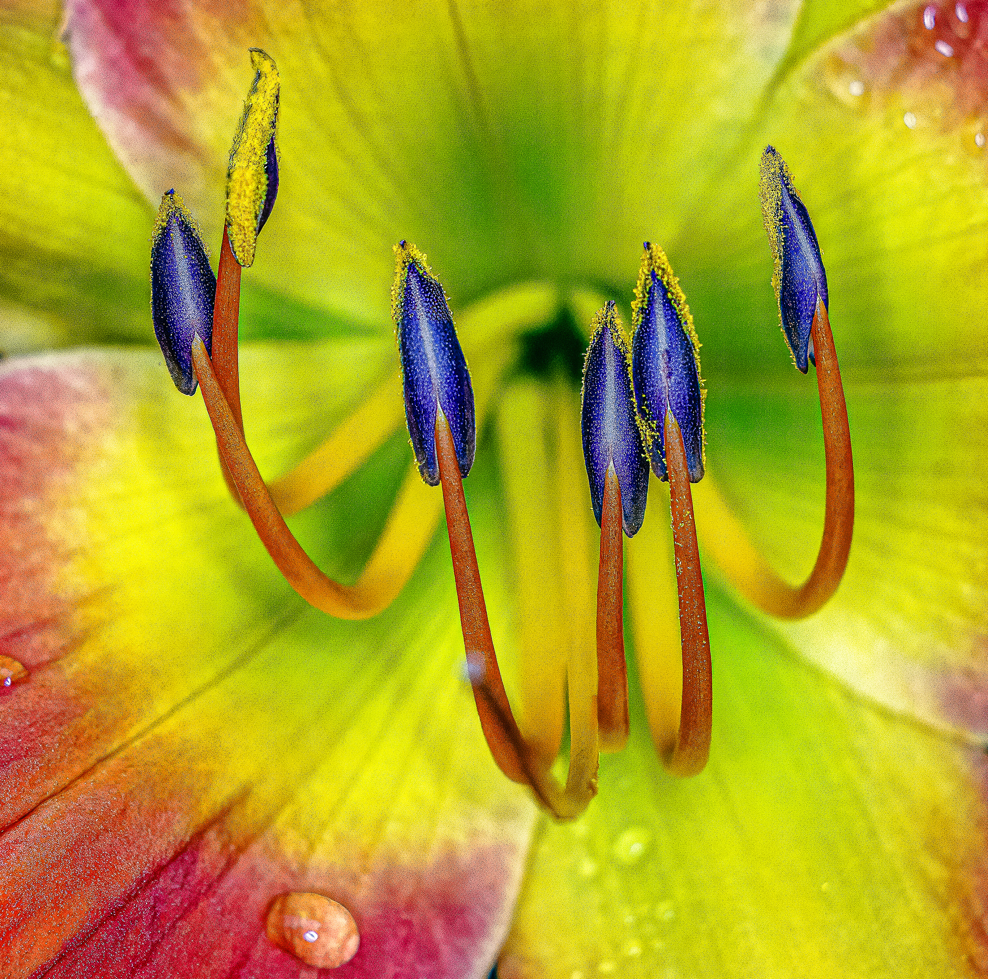 Macro Flower