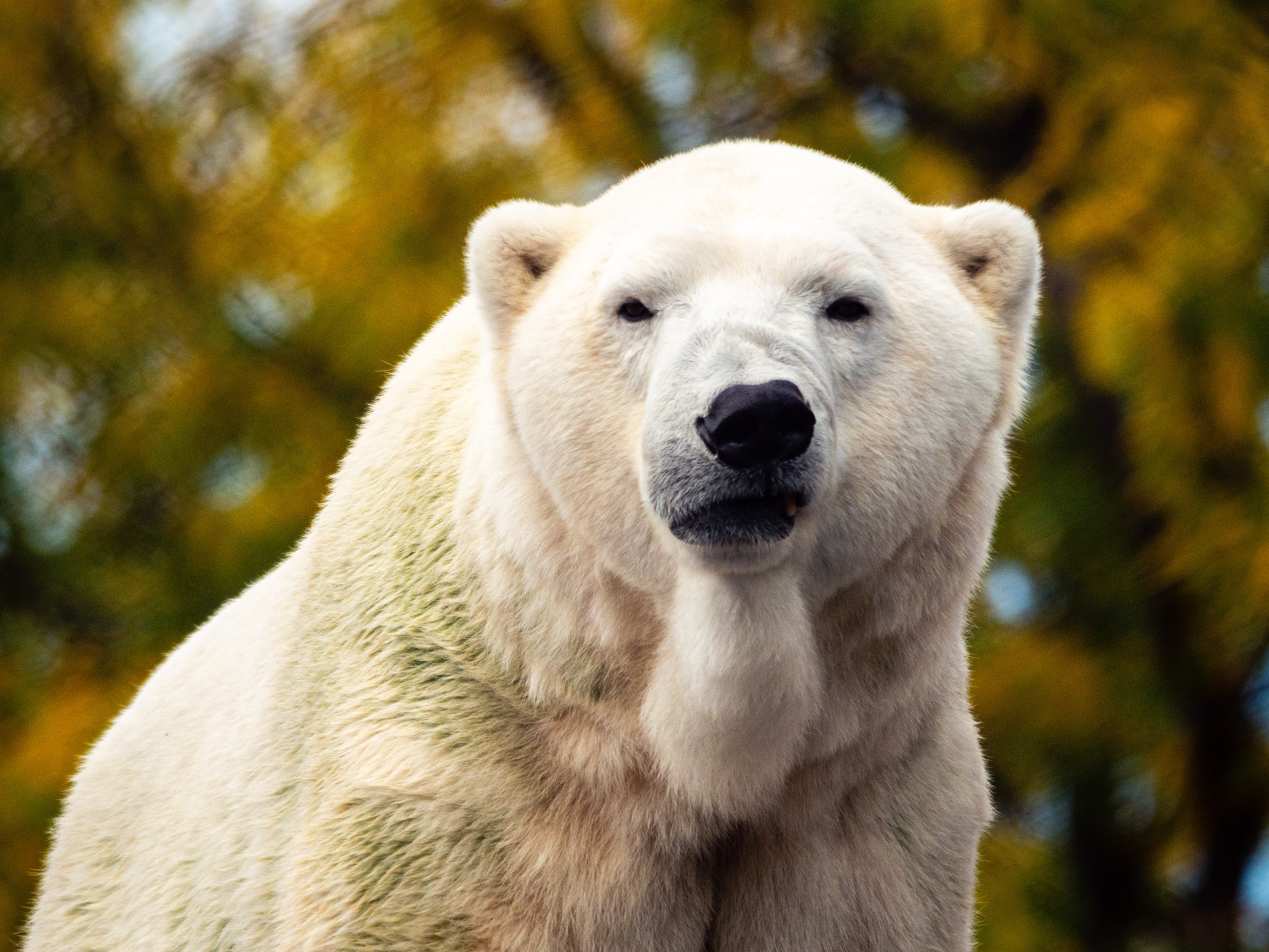 Polar Bear