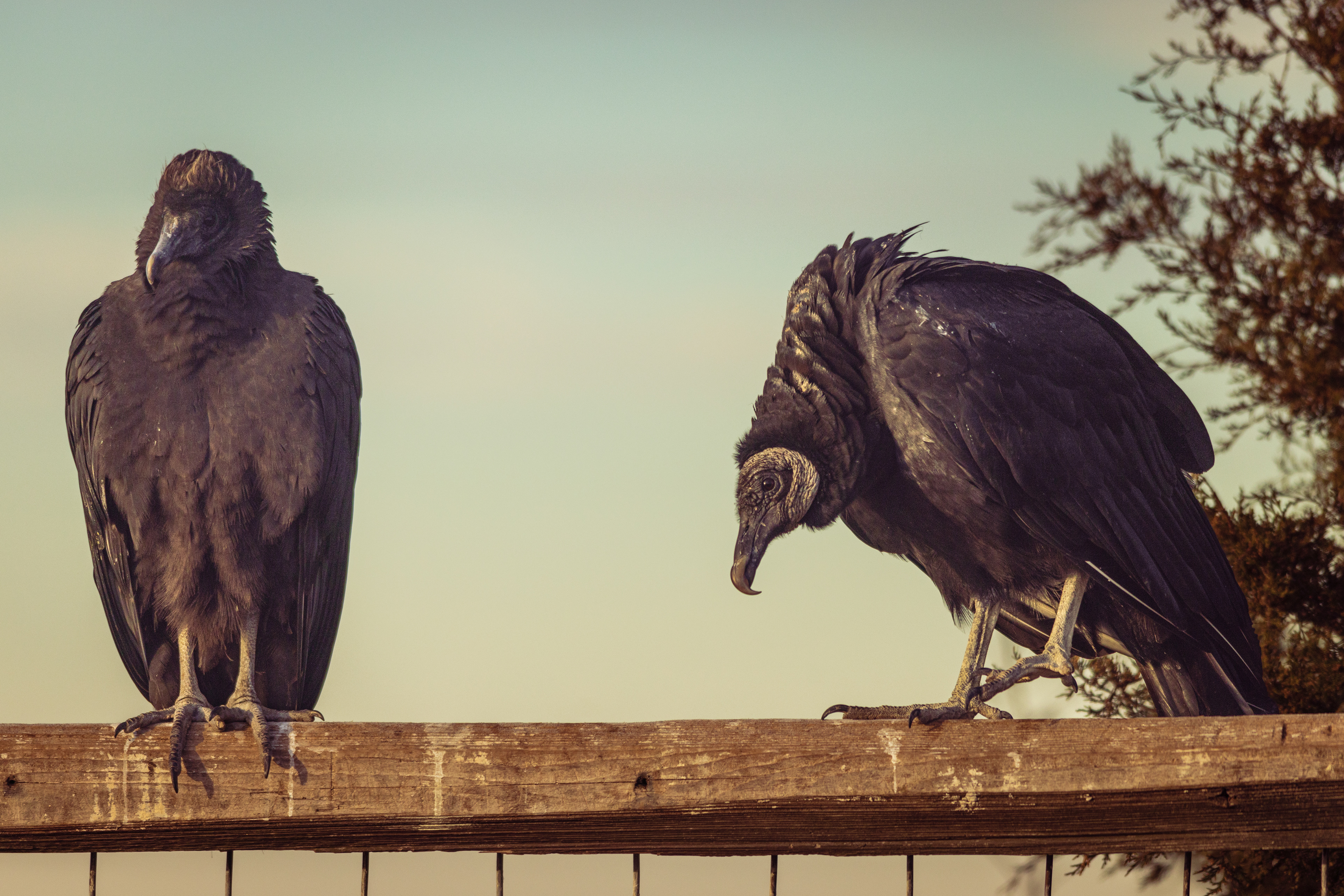 Black Vultures