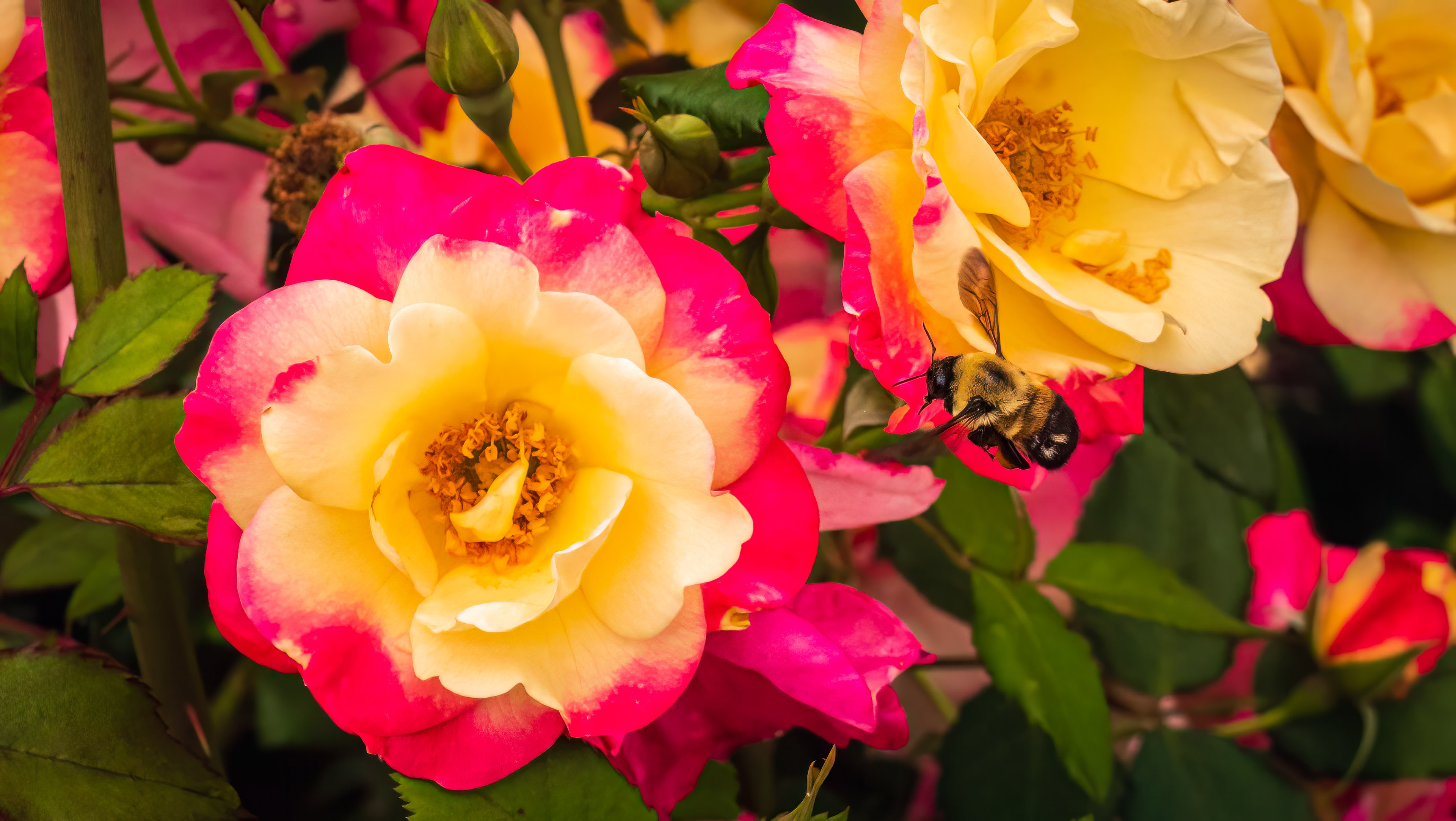 Bee on Rose