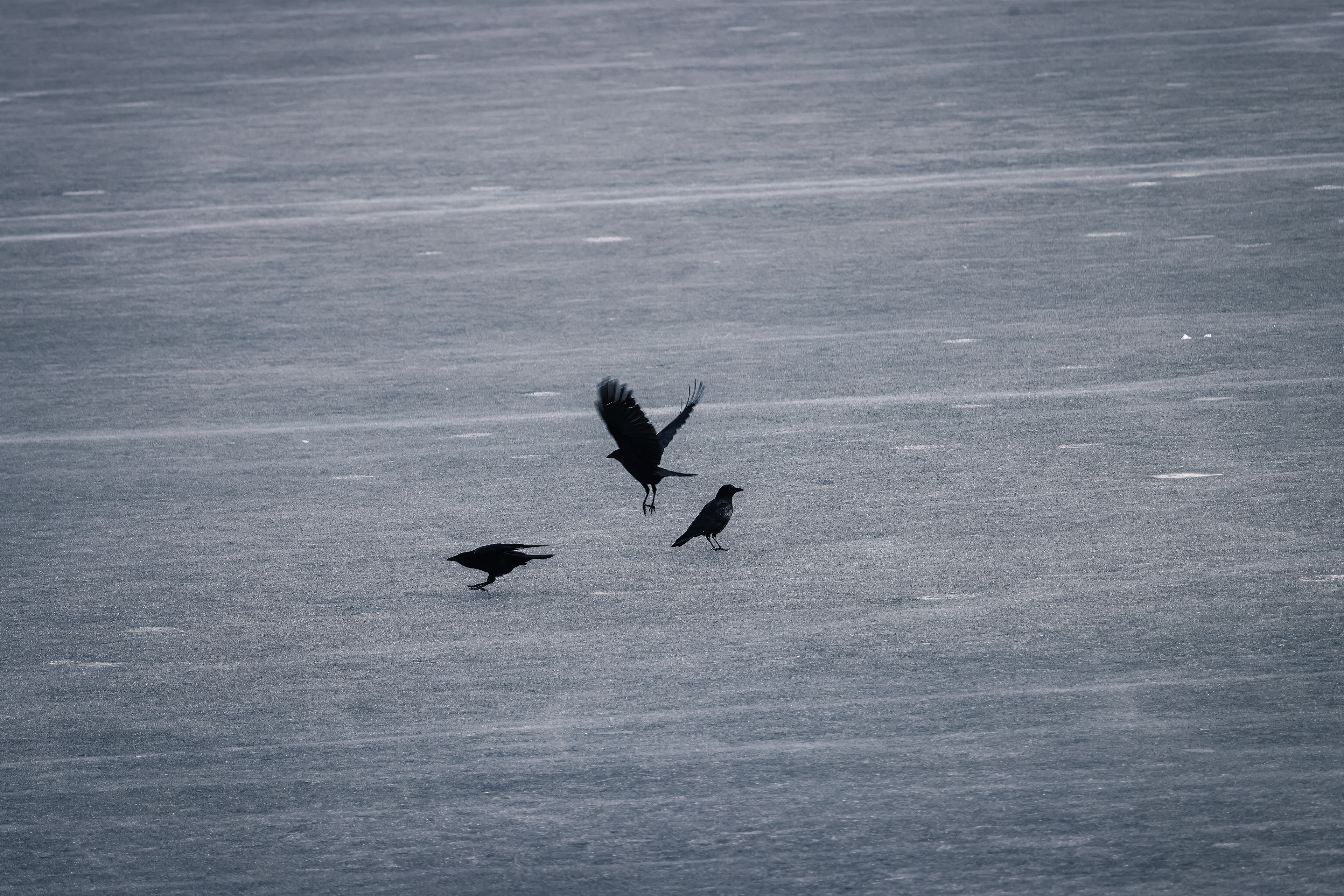 Three Black Birds
