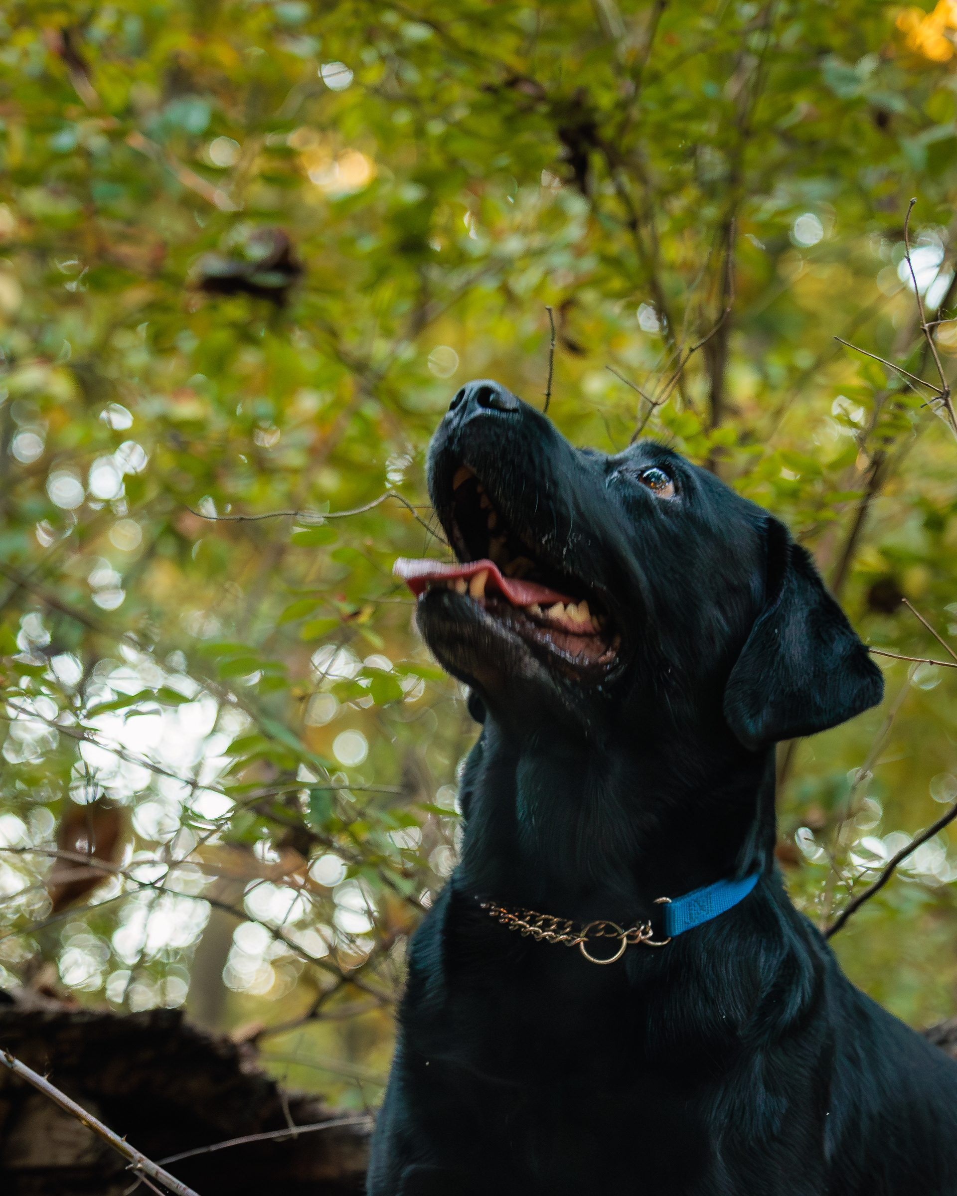 Two Labrador Retriever Looking Up