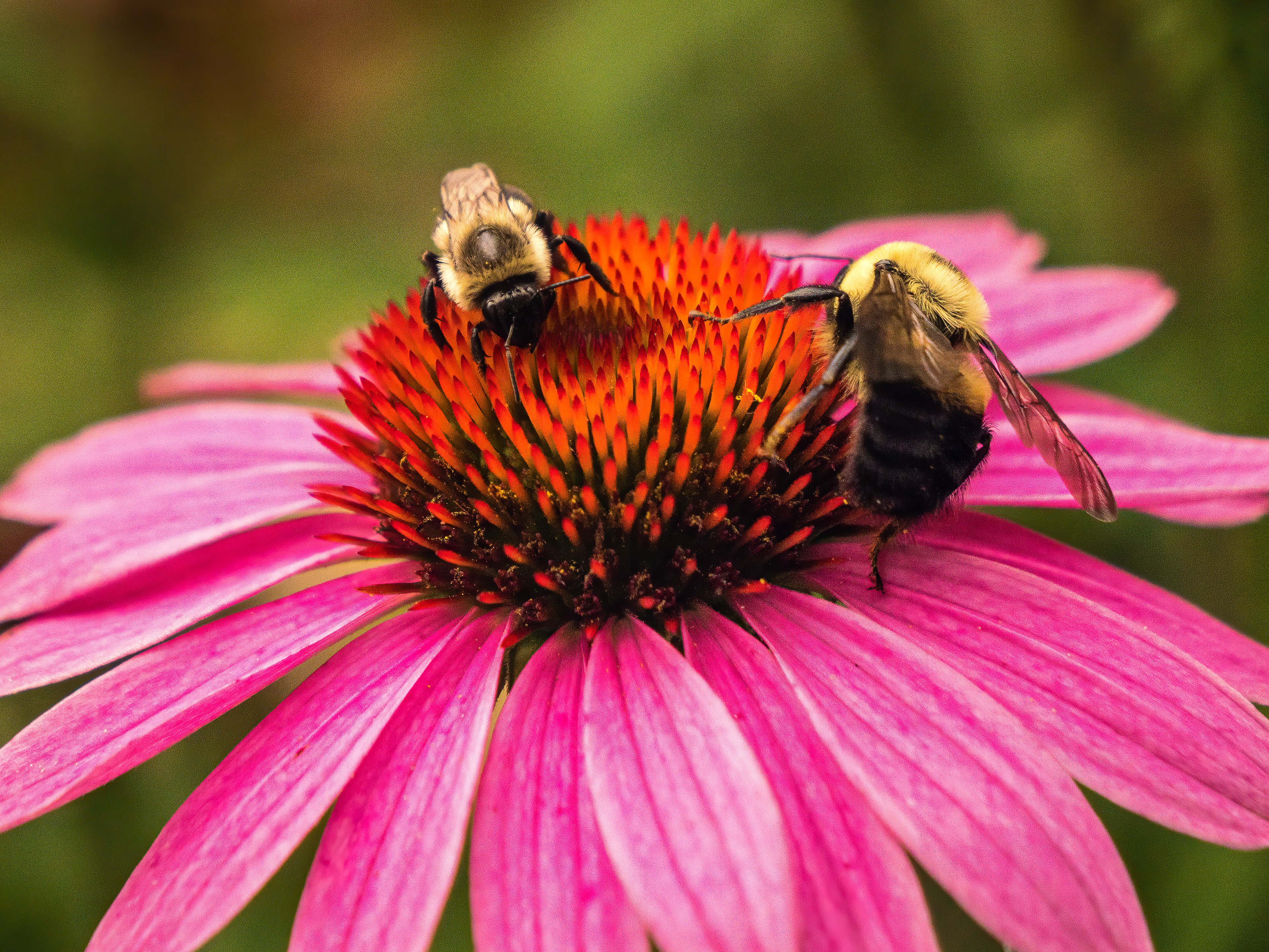 Bee on Echineacia
