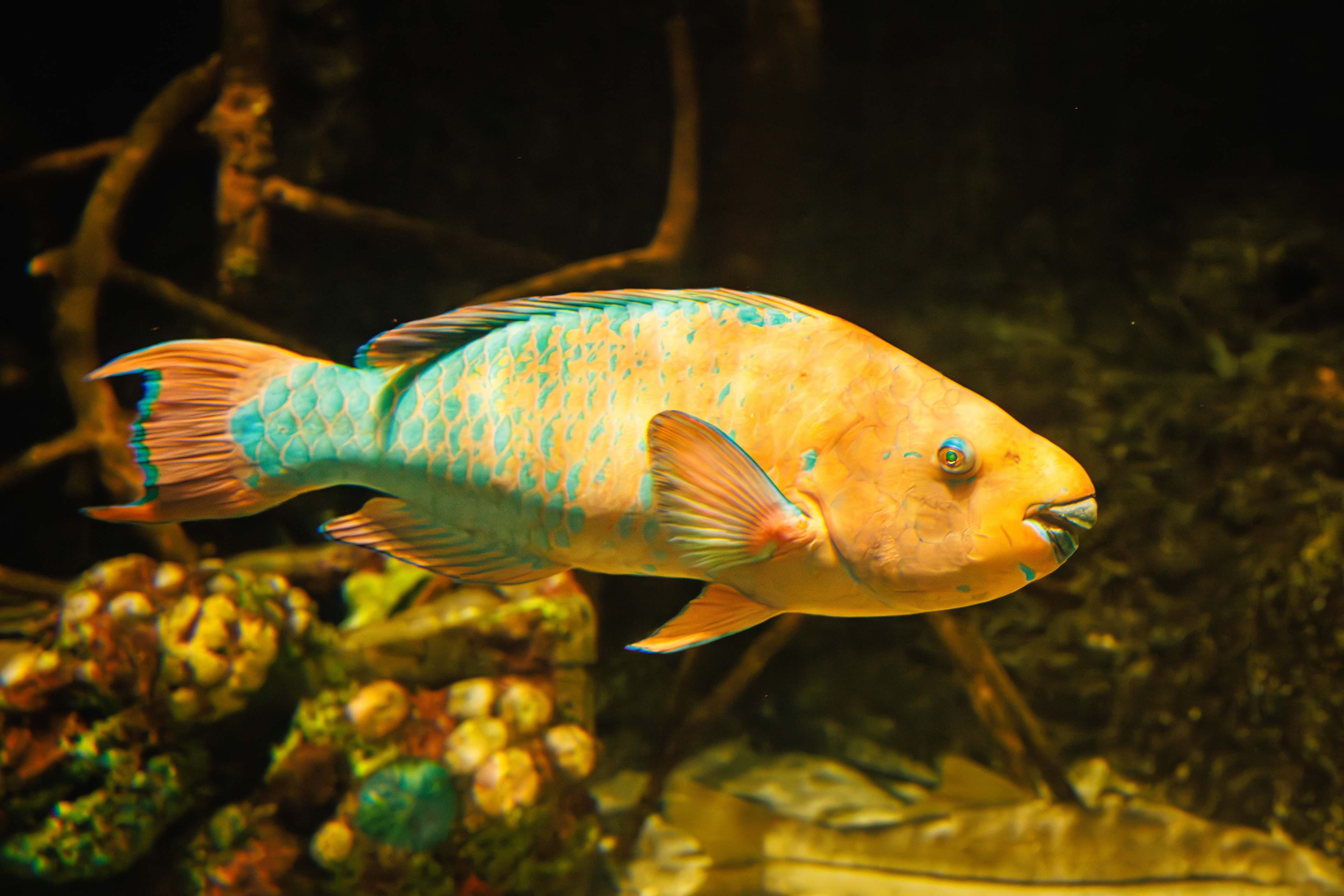 Bass Pro Shop Aquarium