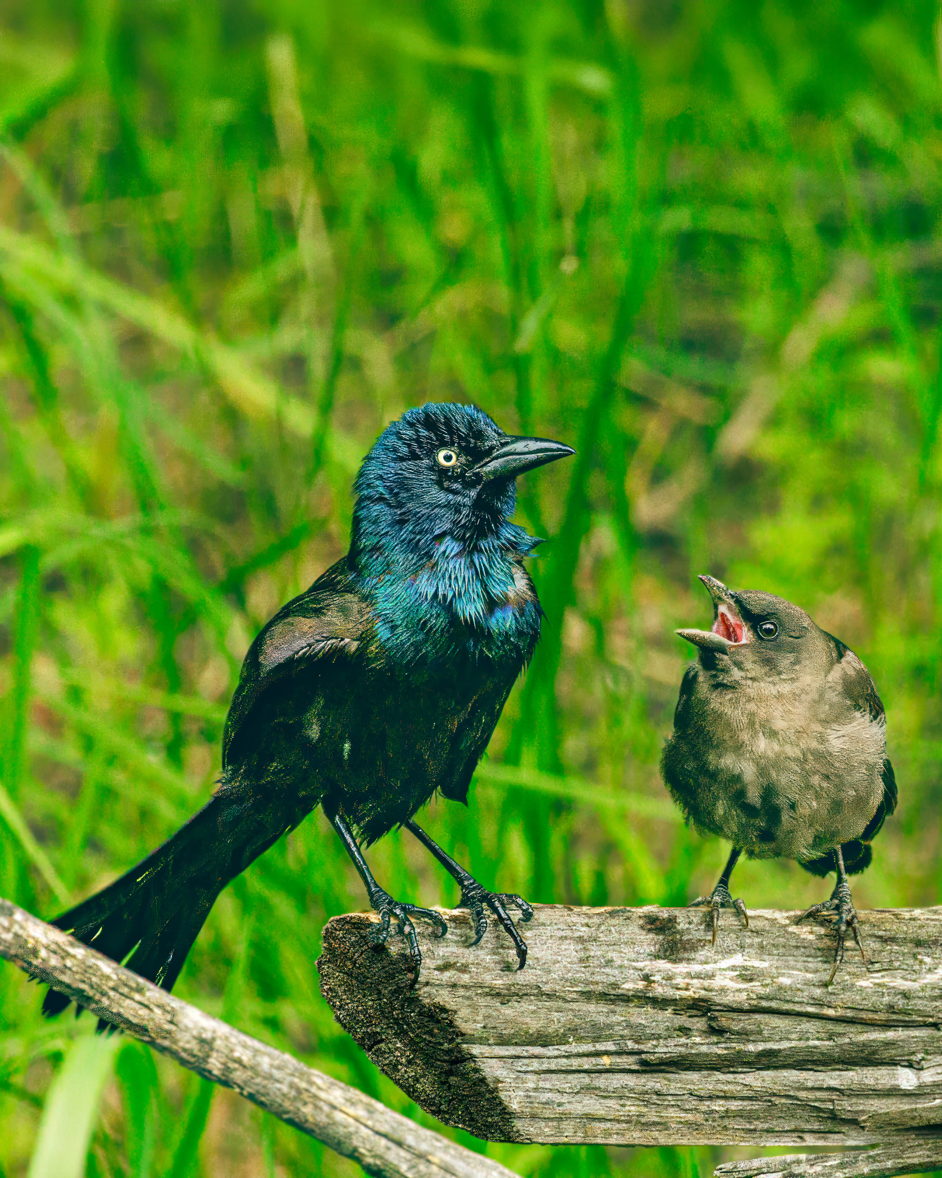 Grackle and cowbird conversation
